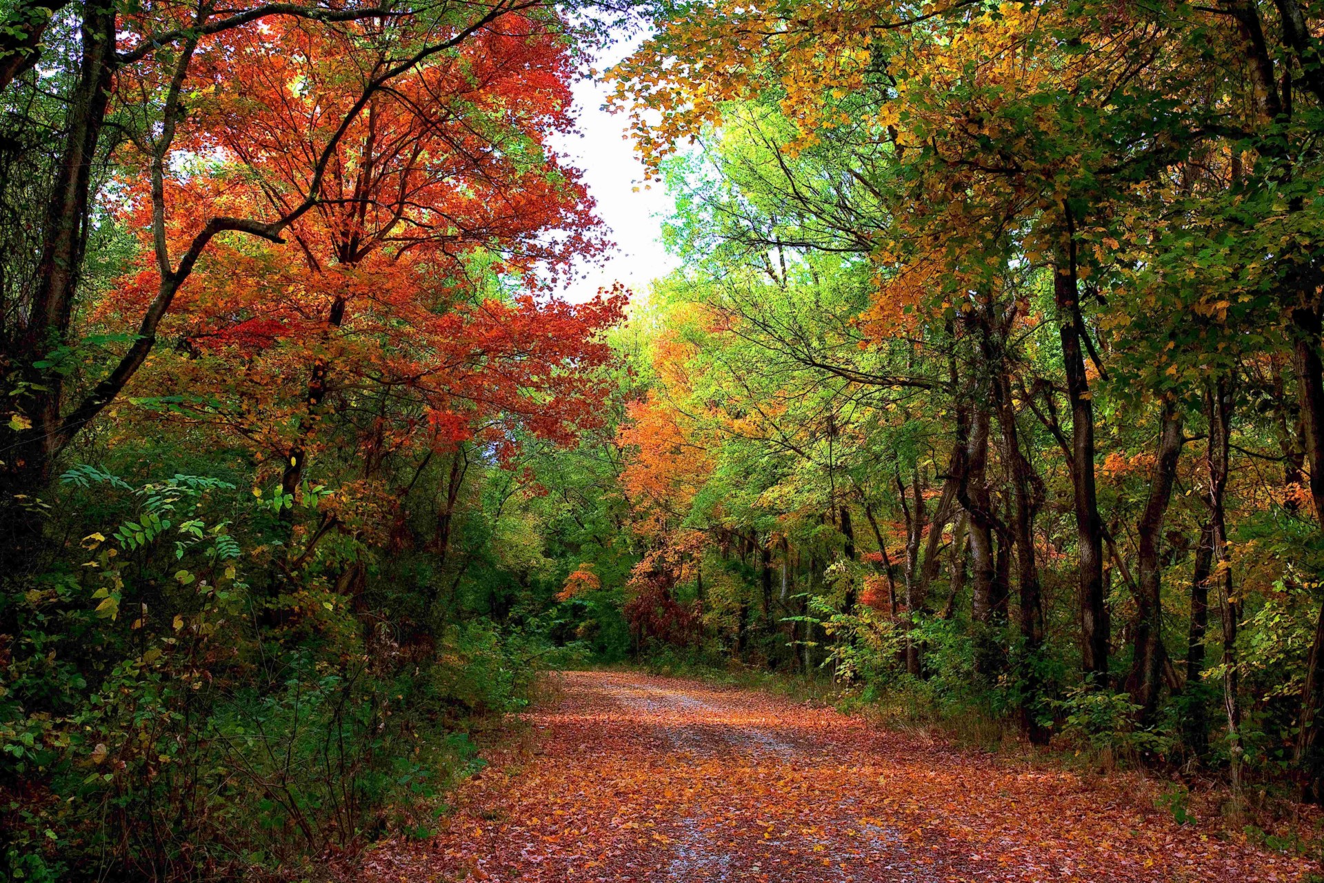 осень дорога пейзаж лес деревья