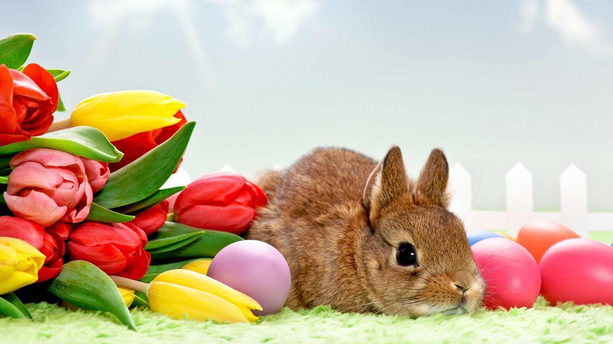 Easter bunny - обои 