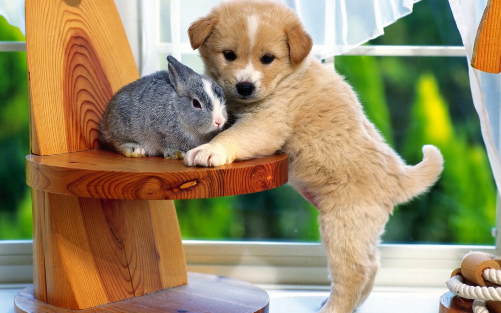 Собака и серый кролик на табуретке