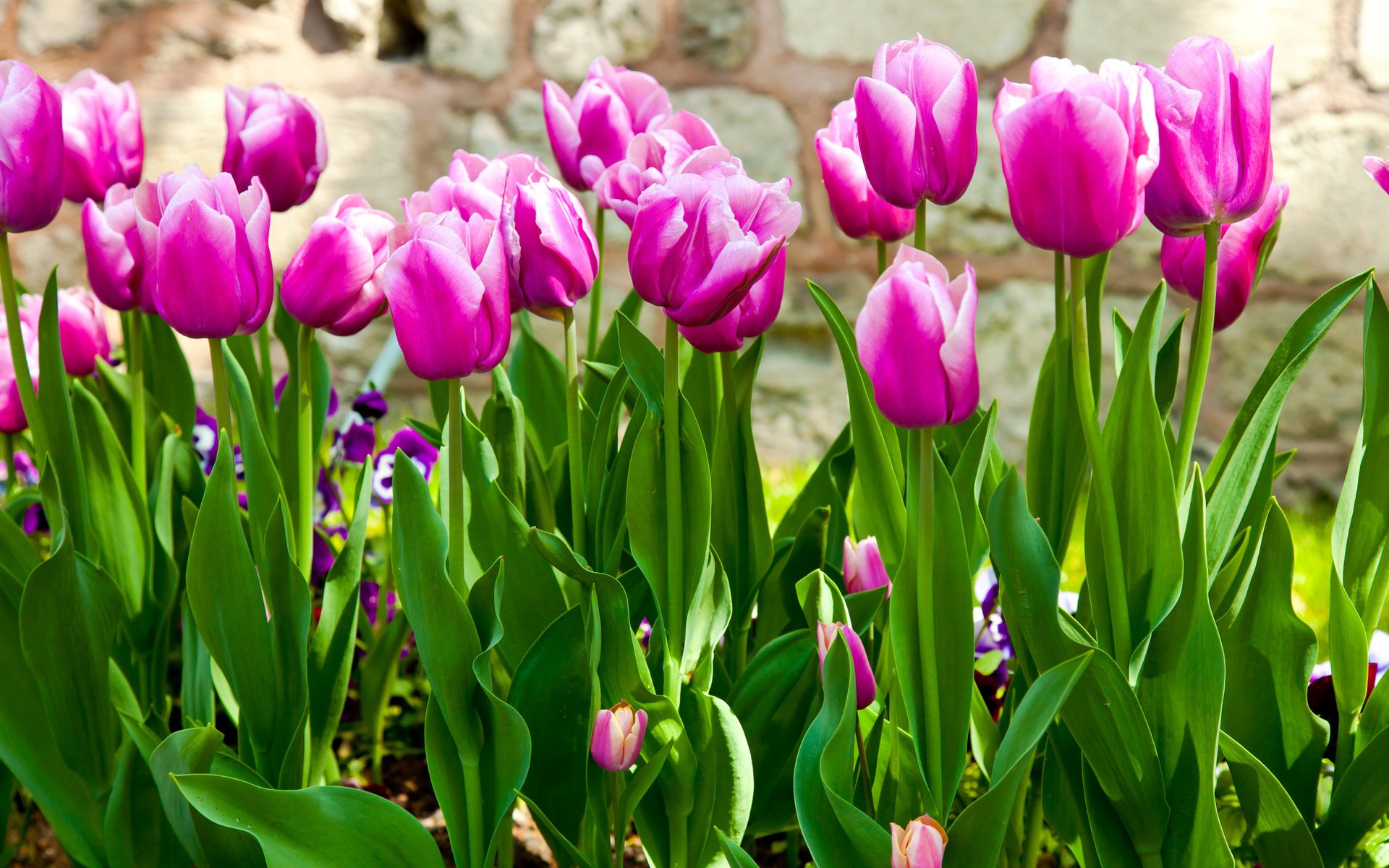 Яркие розовые тюльпаны весной