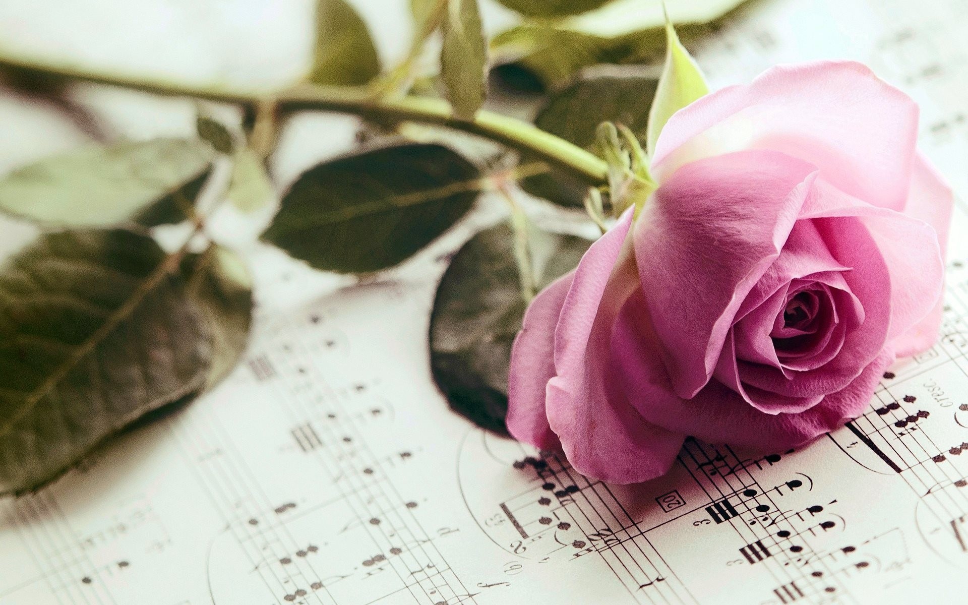 Нежные цветочки песня. Ноты и цветы. Розы фон. Красивый фон с нотами и цветами.