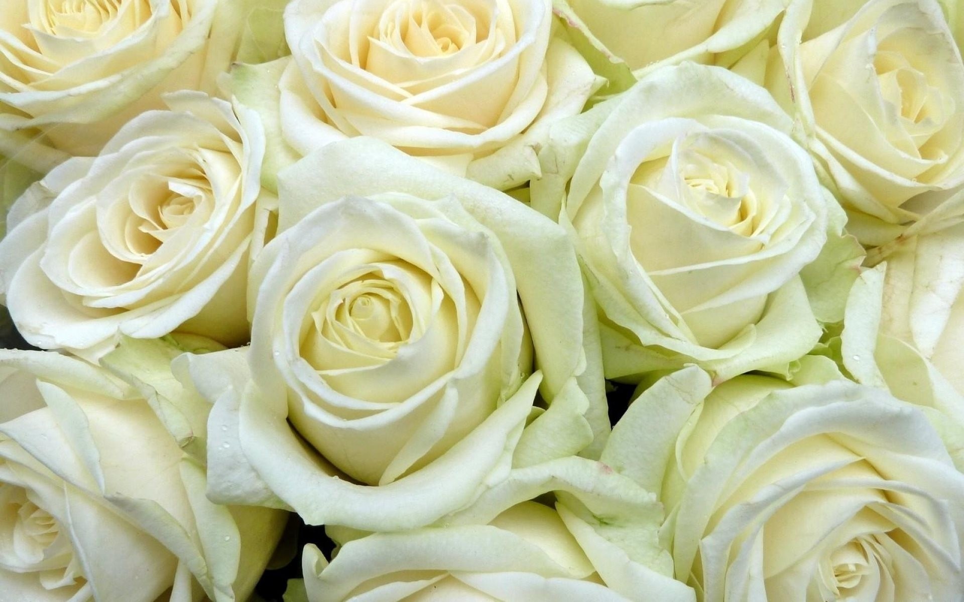 Белый розы на столе скачать