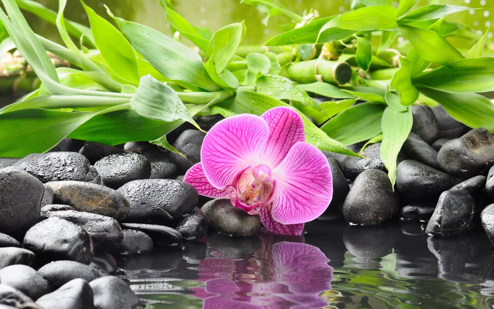 камни орхидея цветок черный вода бамбук