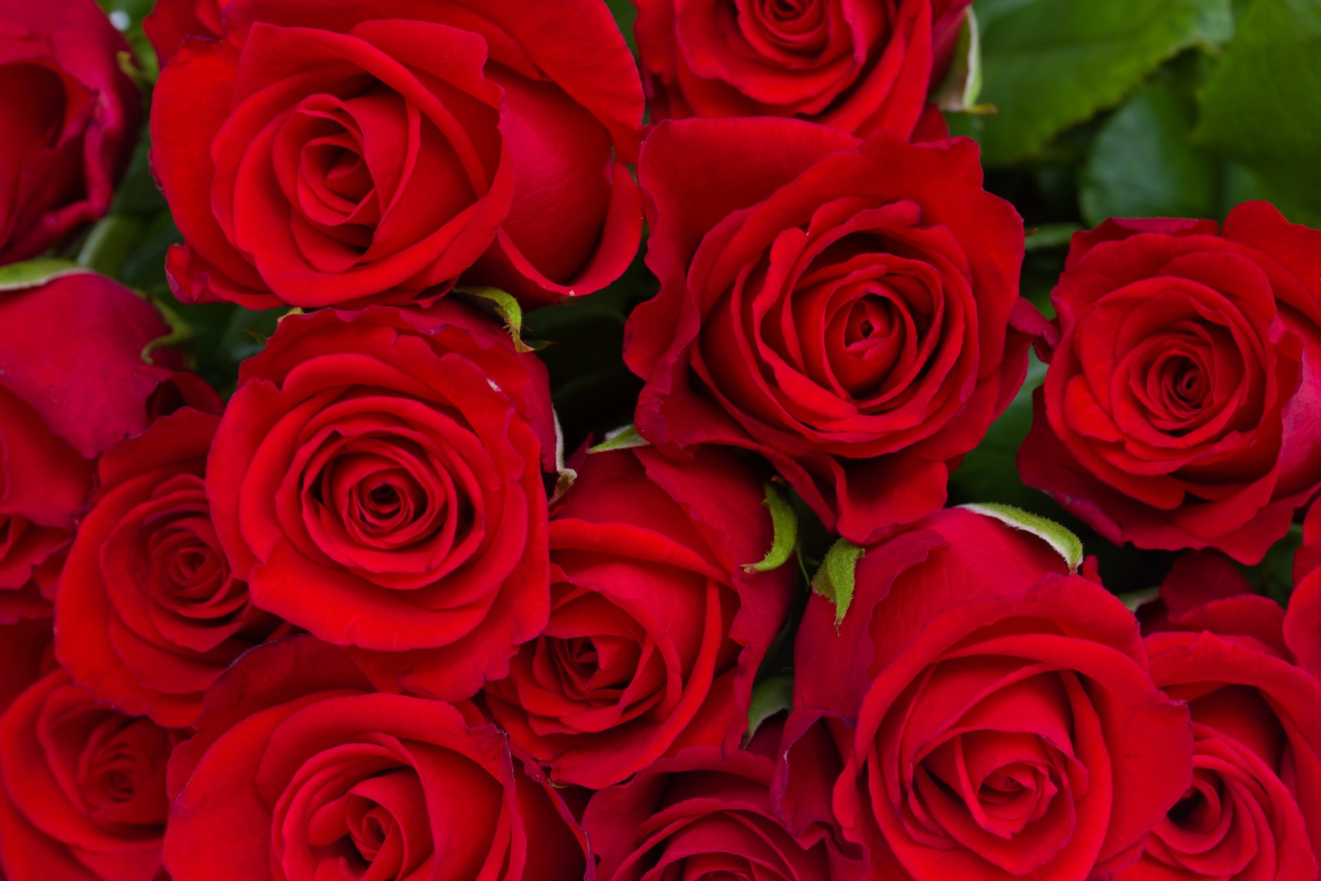 Красные розы фото