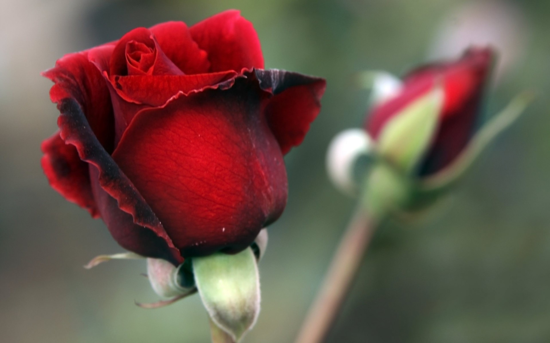 красная роза цветок бутон