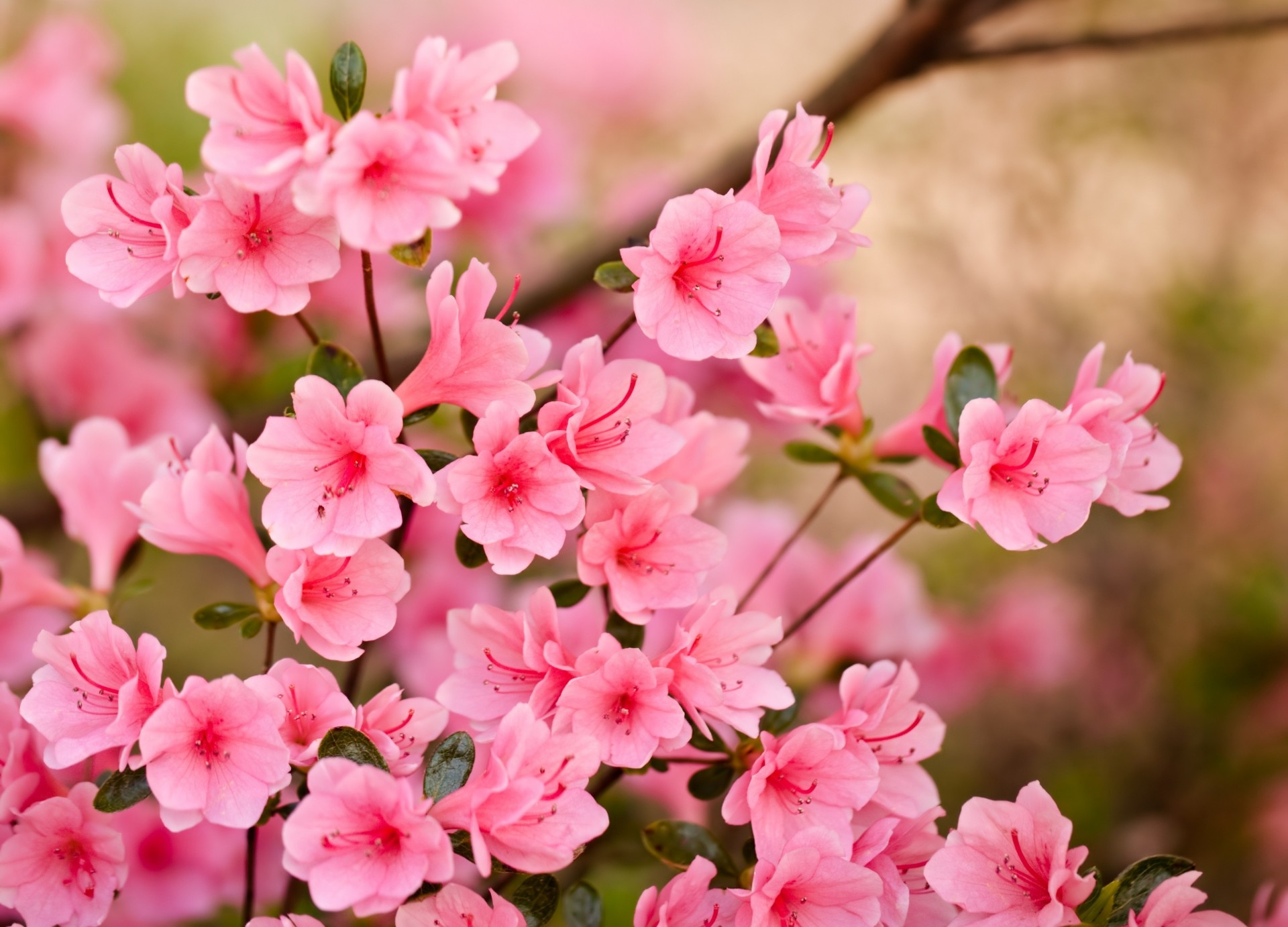 розовый цветы лепестки весной