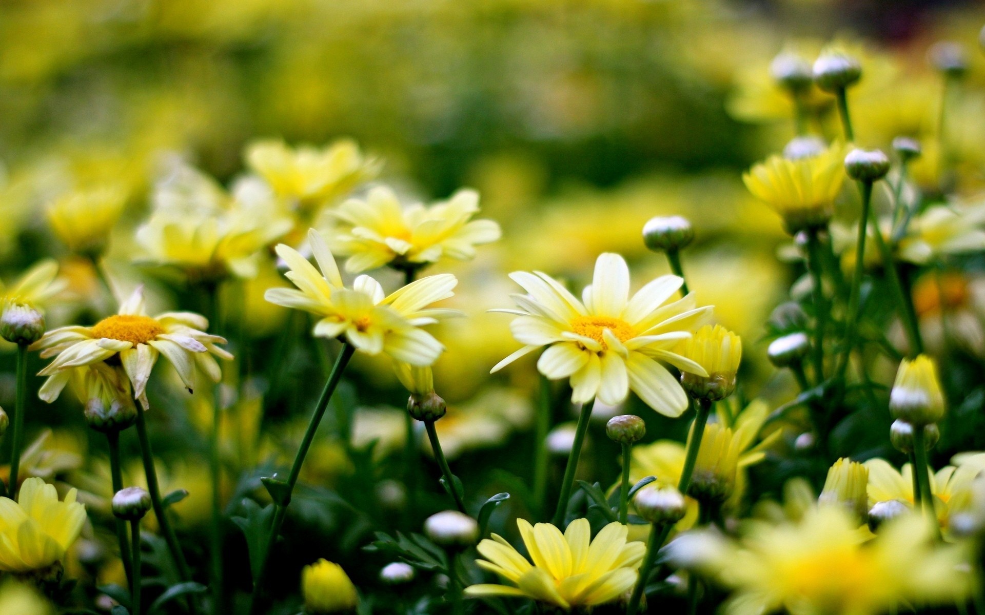 природа цветы желтые хризантемы скачать