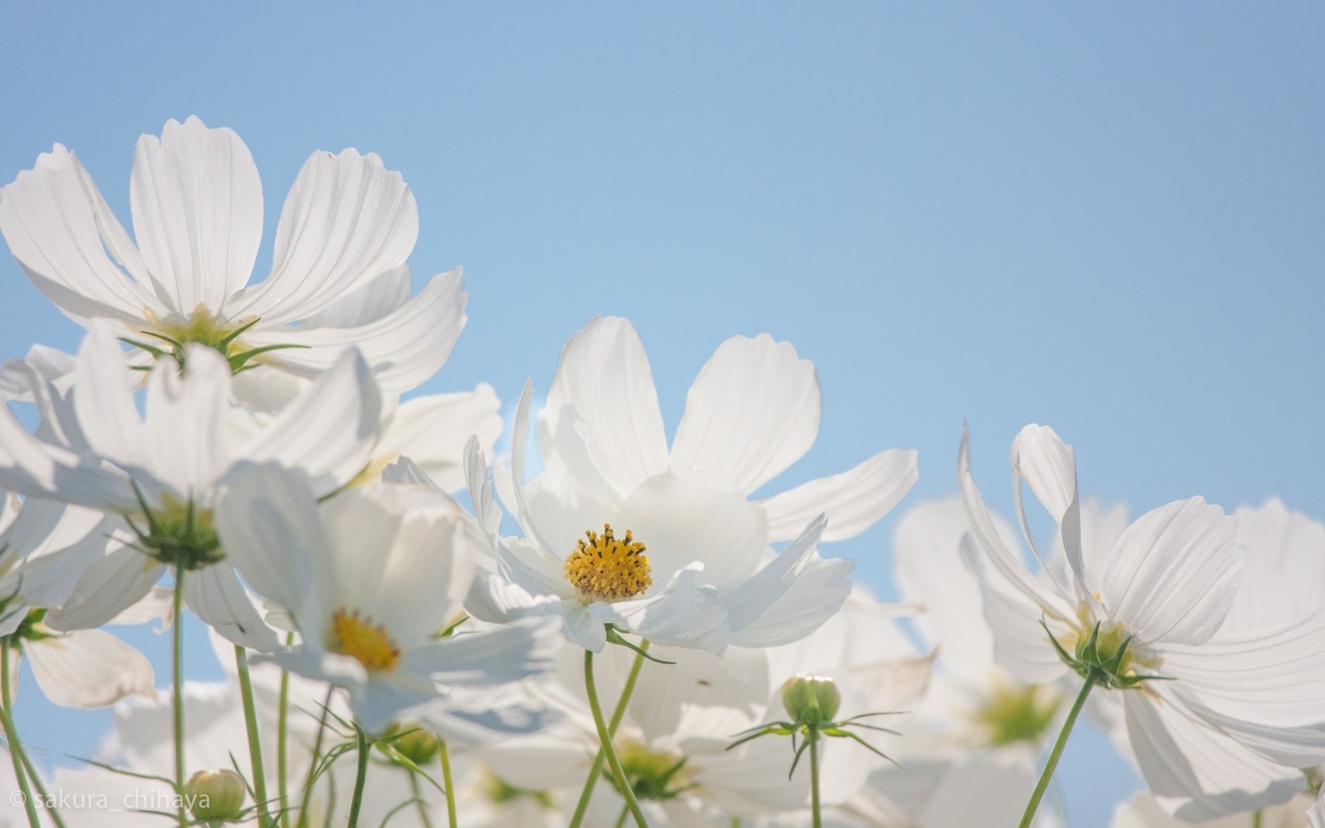 Космея цветок на белом фоне