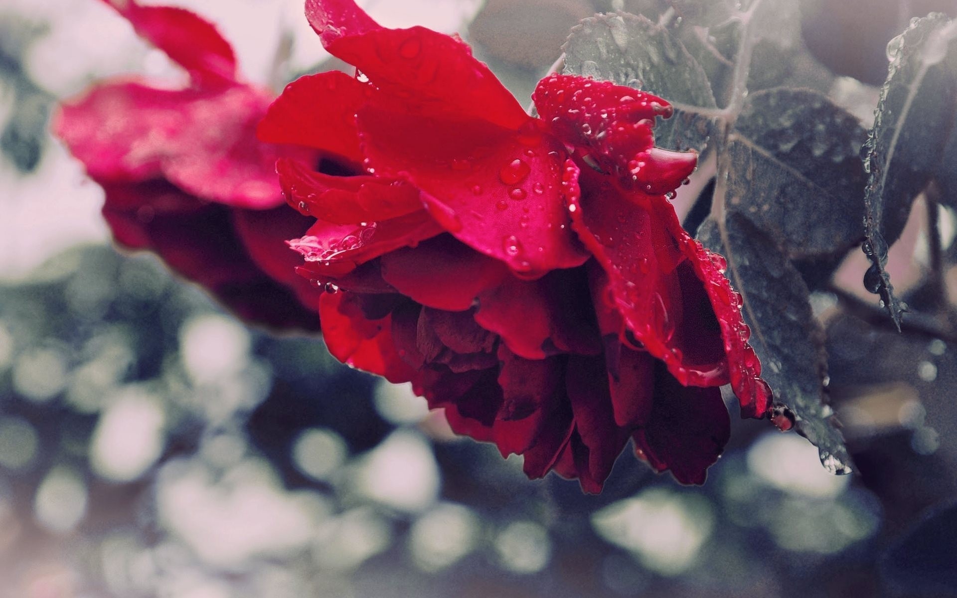 природа цветы красная роза скачать