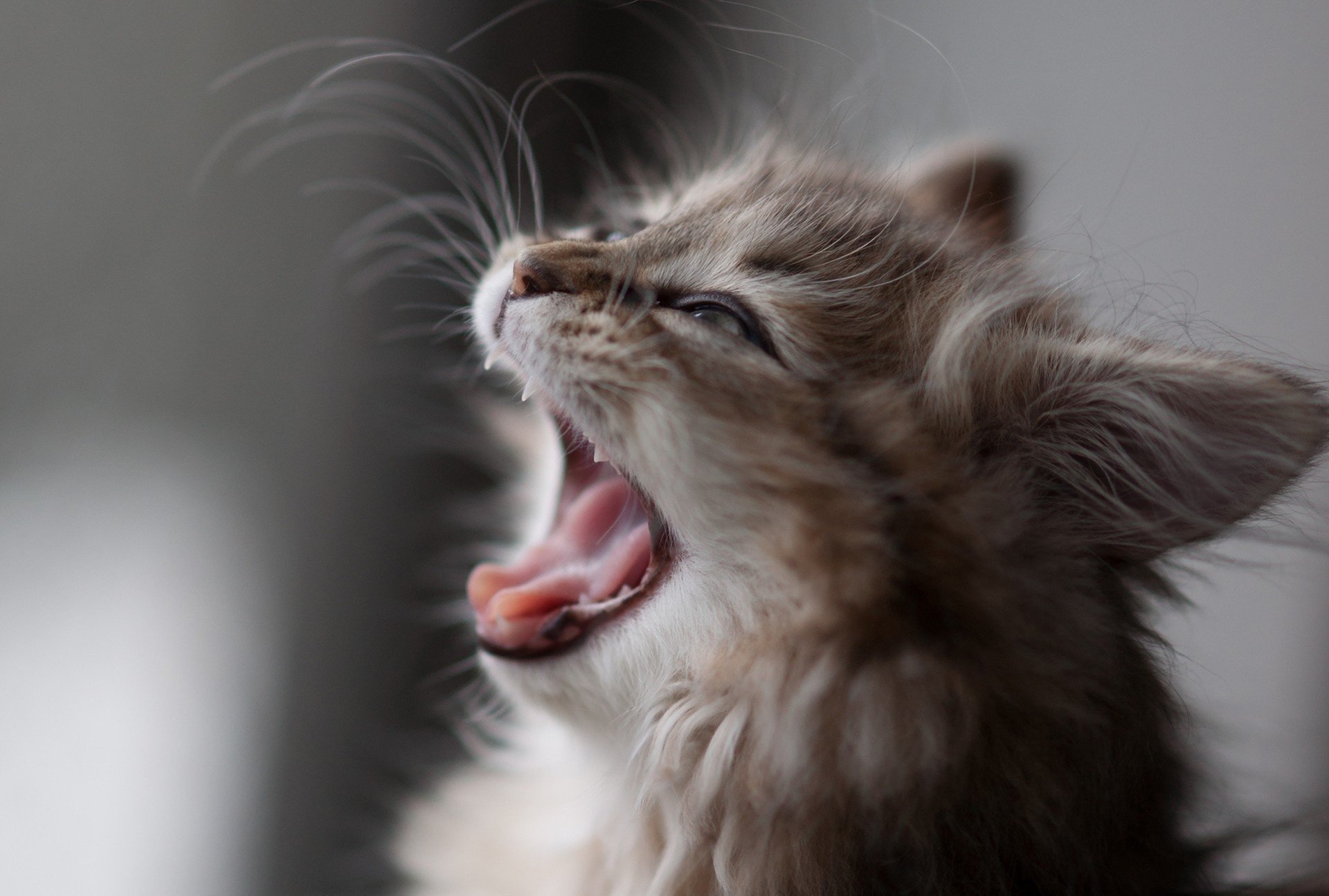 Серый котенок с длинными усами зевает