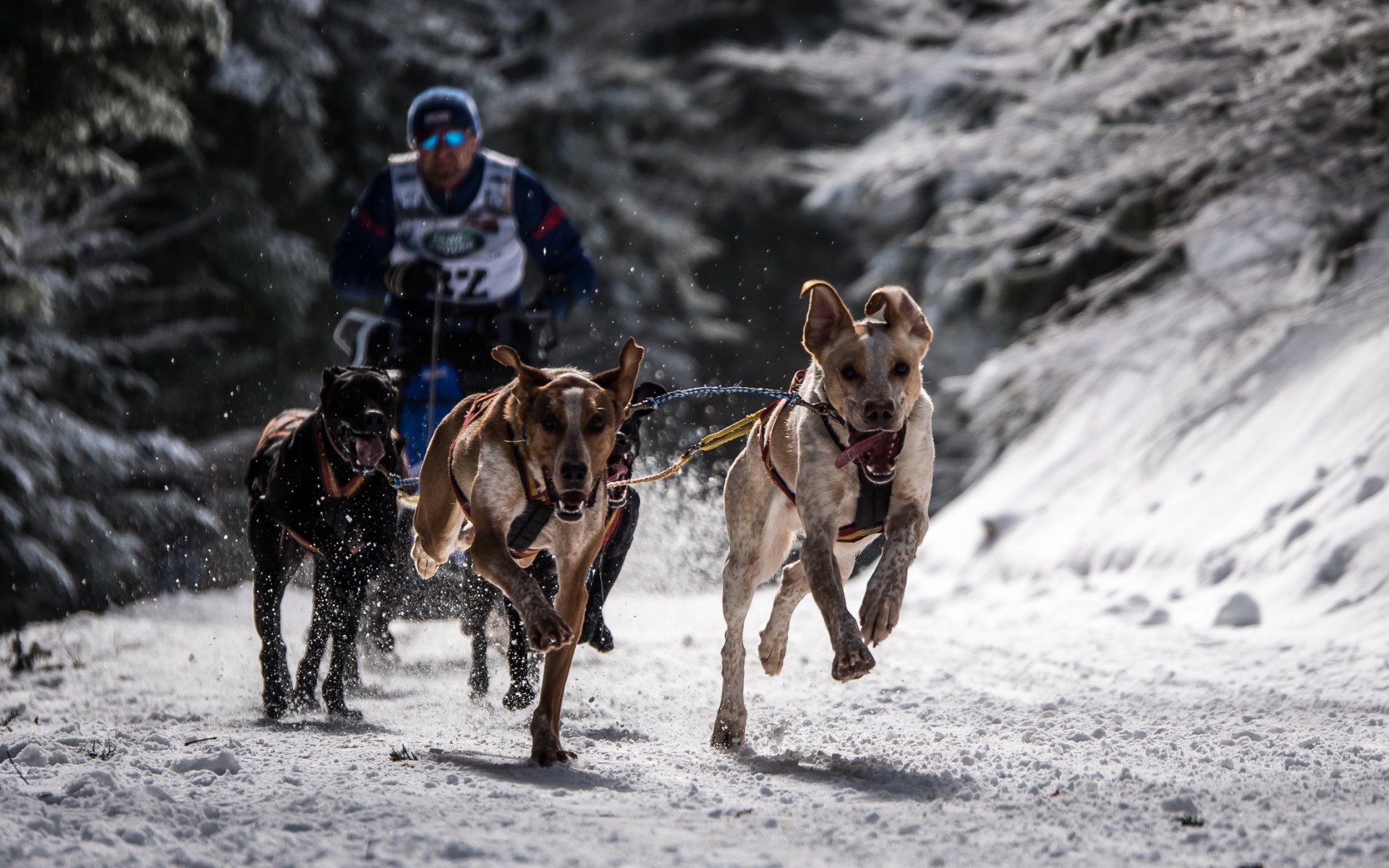 собаки гонка спорт
