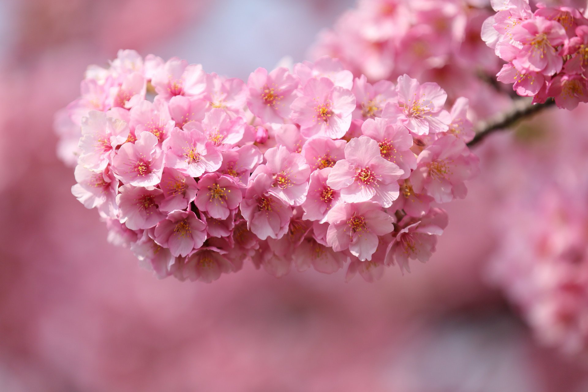 Ветка японского розового дерева