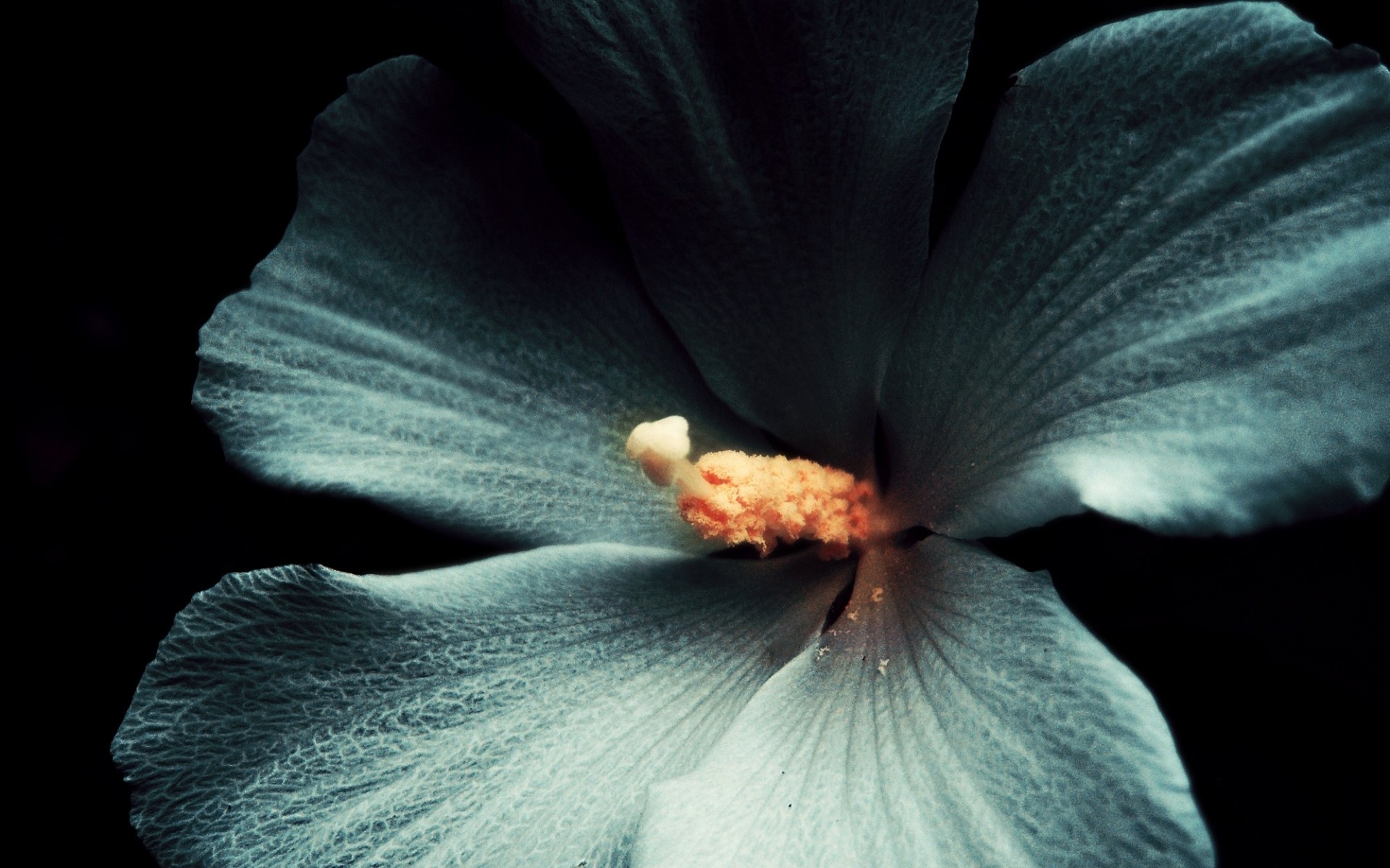 макро цветок темный фон белый гибискус