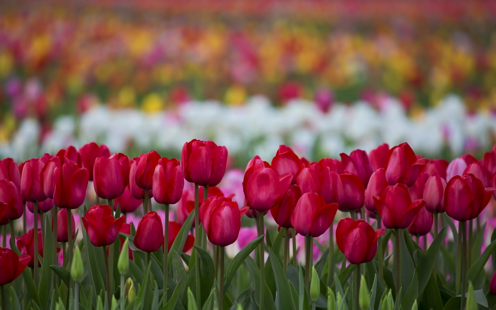 природа цветы тюльпаны nature flowers tulips скачать