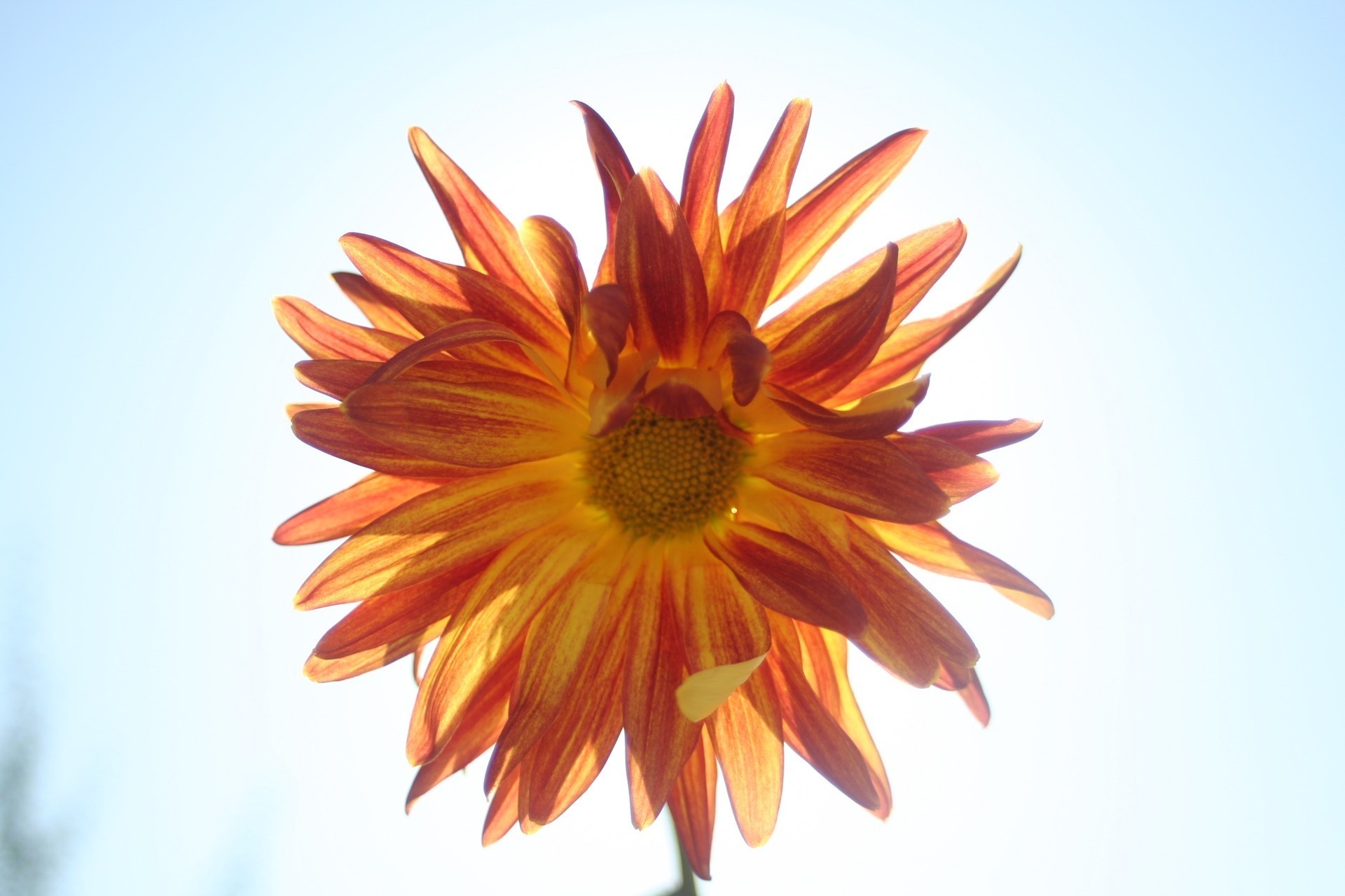 Цветок Солнышко
