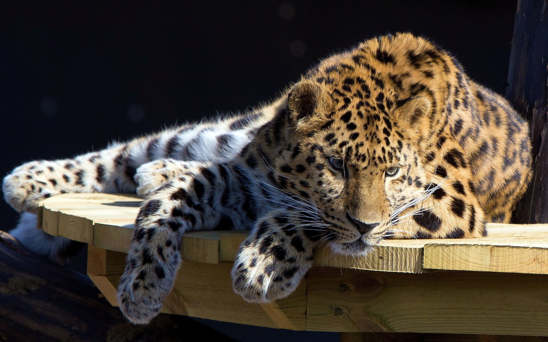 Пятнистый красавец леопард отдыхает на столе и смотрит заинтересовано вниз