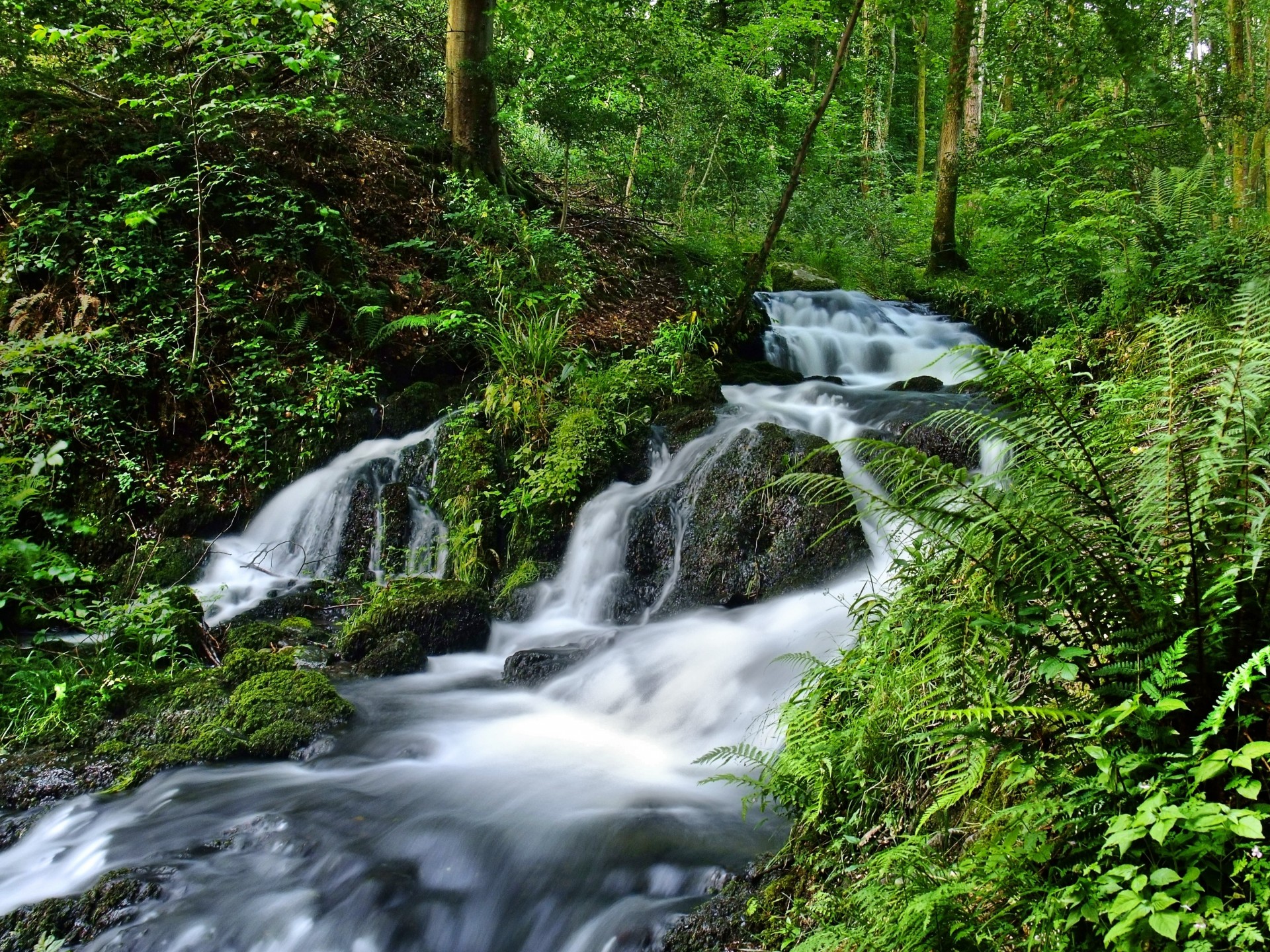 лес водопад природа