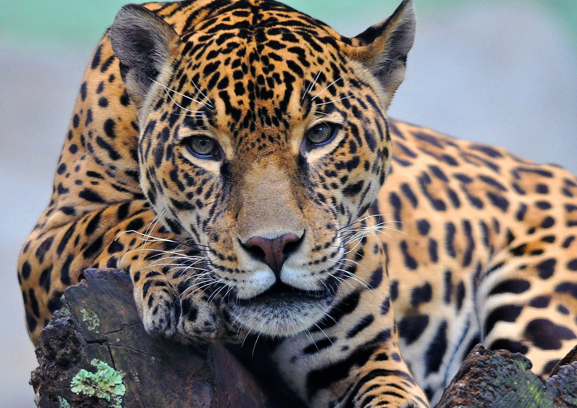Красивый ягуар с пристальным взглядом находится в дикой природе