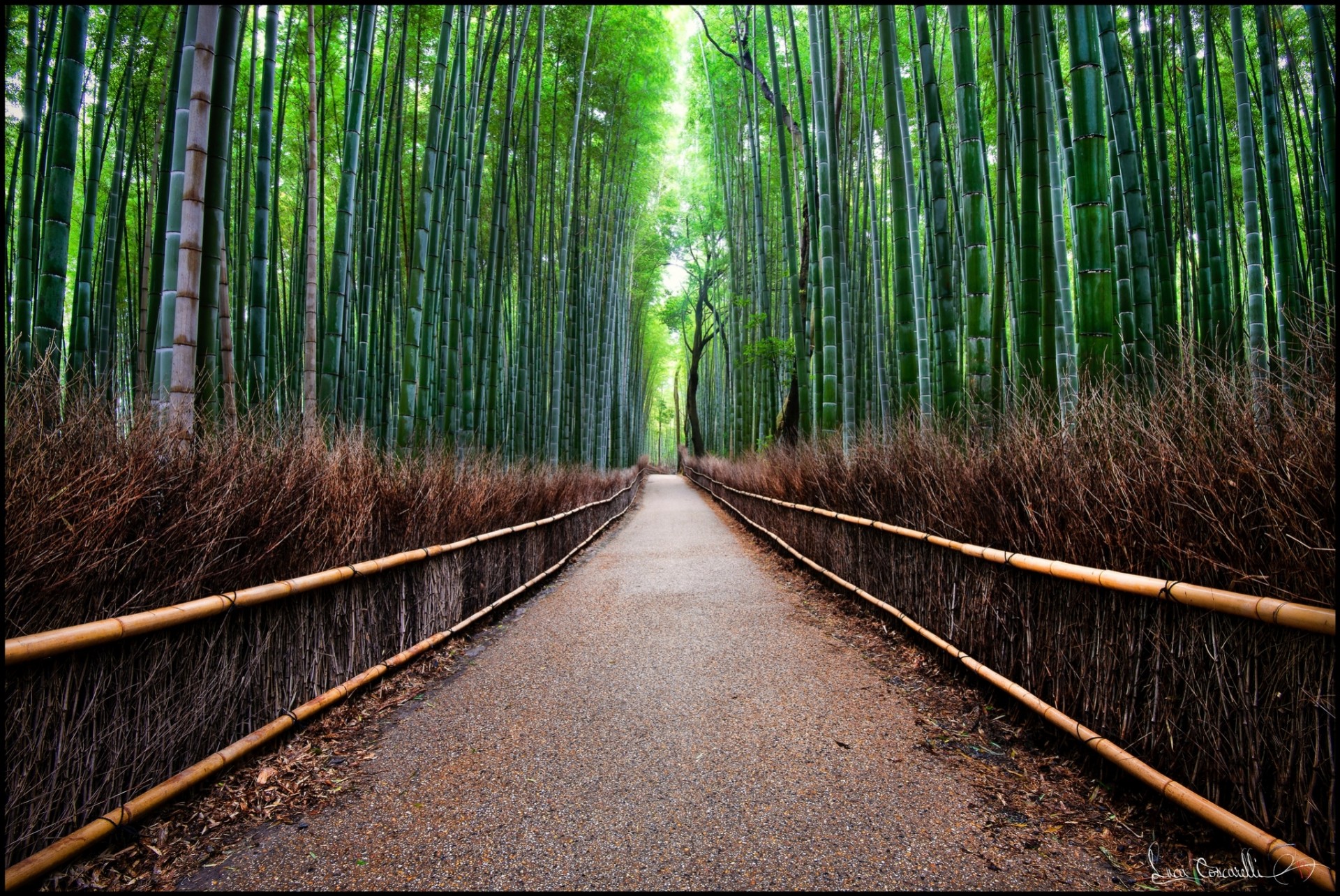 дорога забор лес бамбук