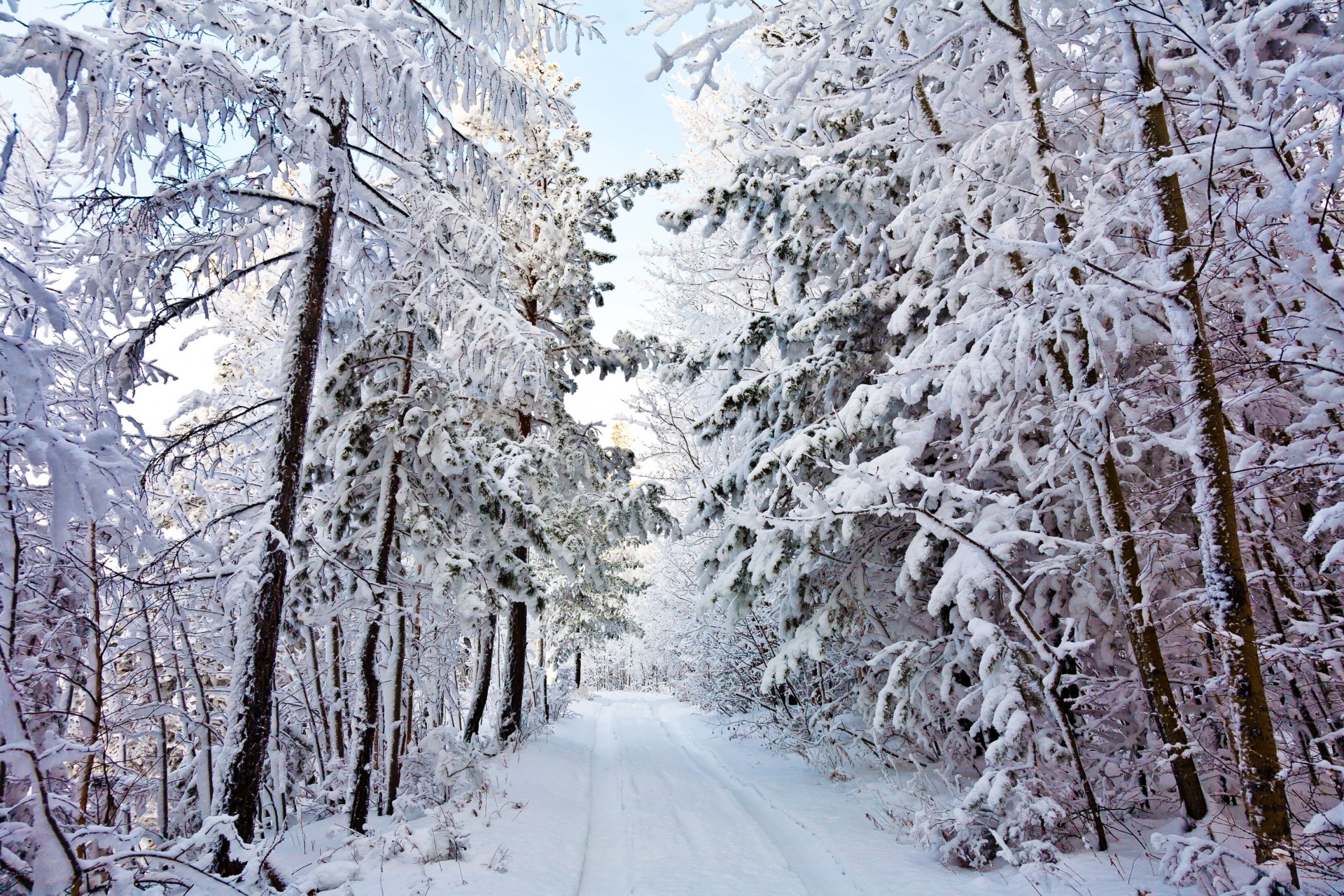 дорога пейзаж зима деревья в снегу