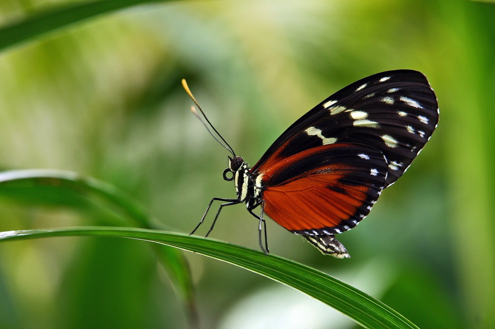 Пестрая бабочка геликоида сидит на листе