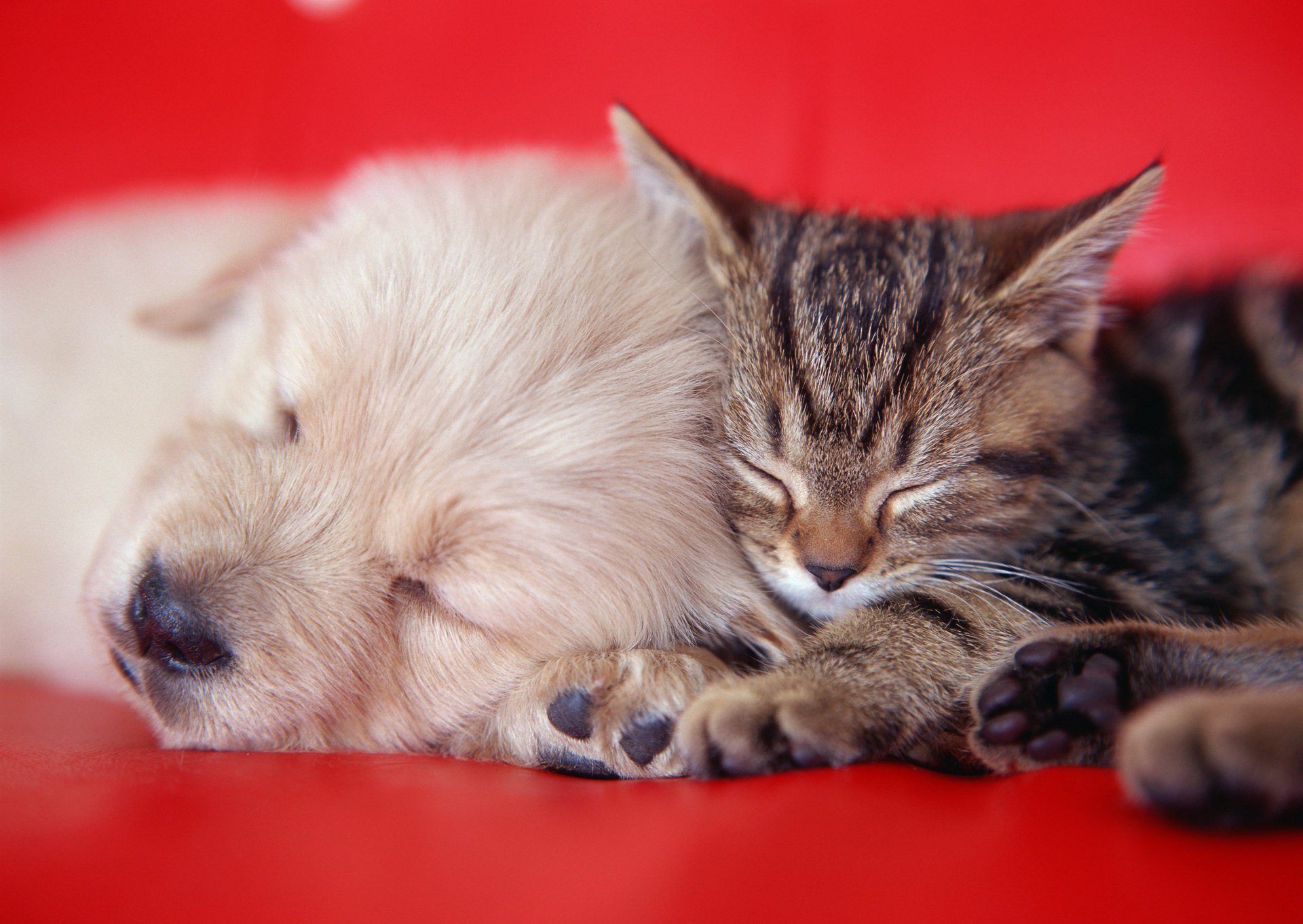 Щенок с котёнком спят обнимаются