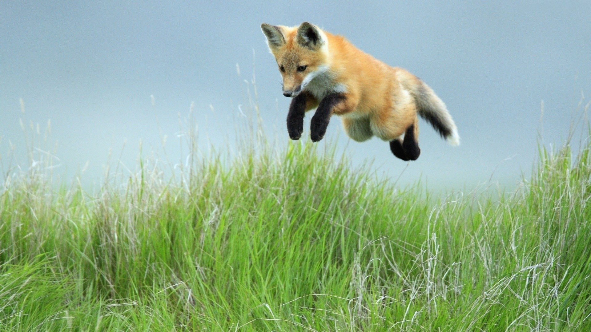 Маленький лисёнок прыгает в траве