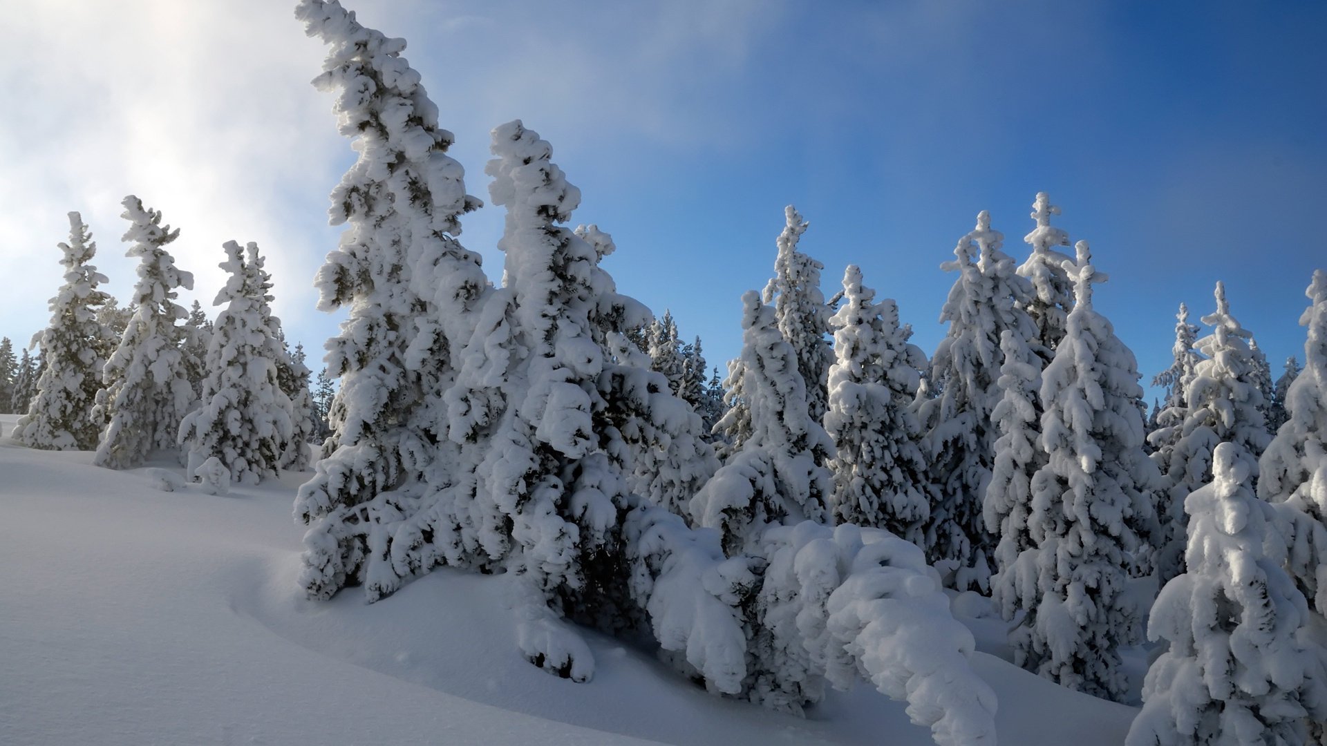 Зимой в лесу деревья укрылись пушистым снегом