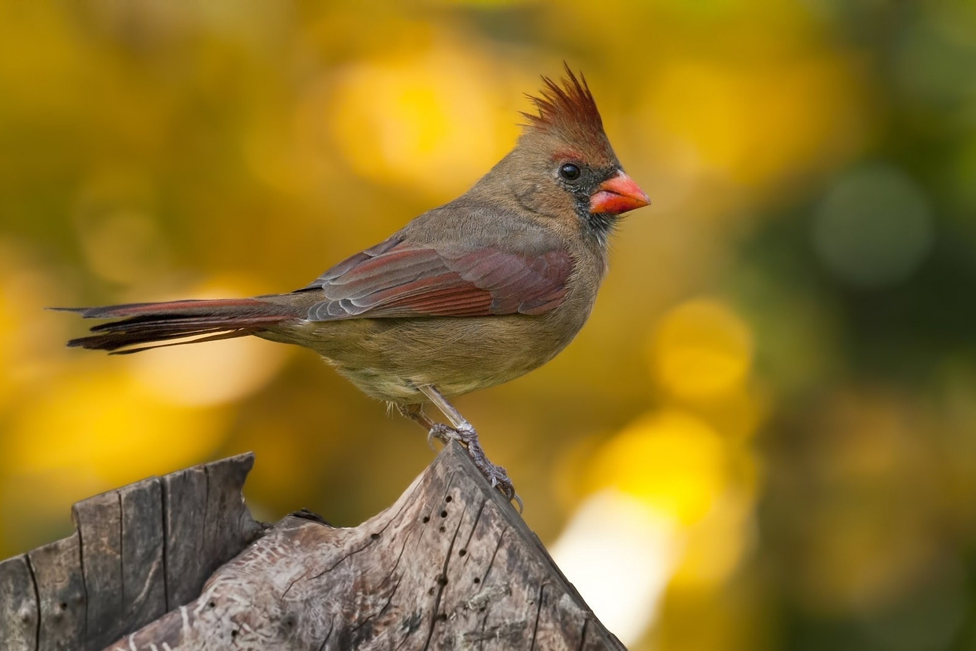 Красивый окрас кардинала , птица с хохолком