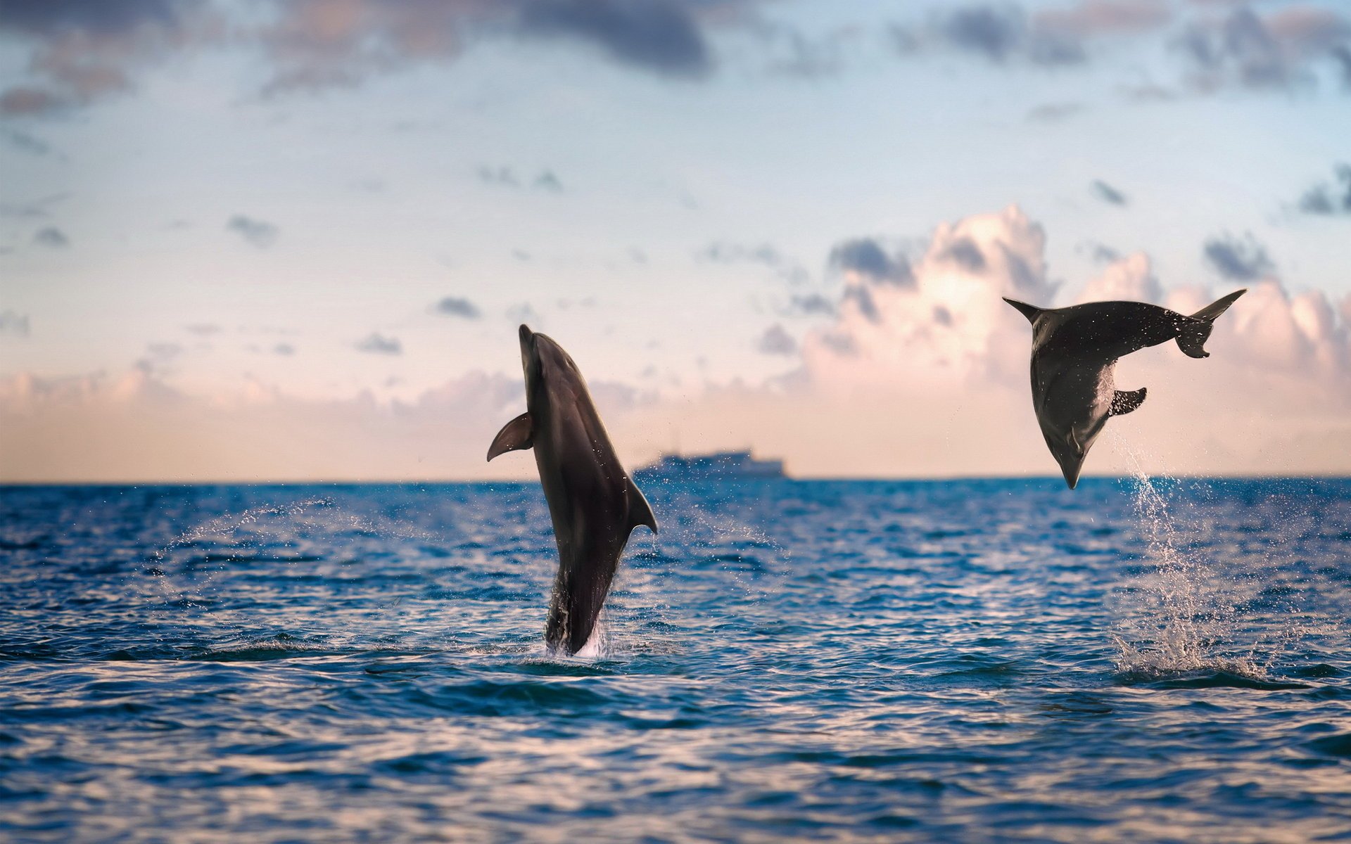 Дельфины выпрыгнули из моря на фоне уплывающего теплохода