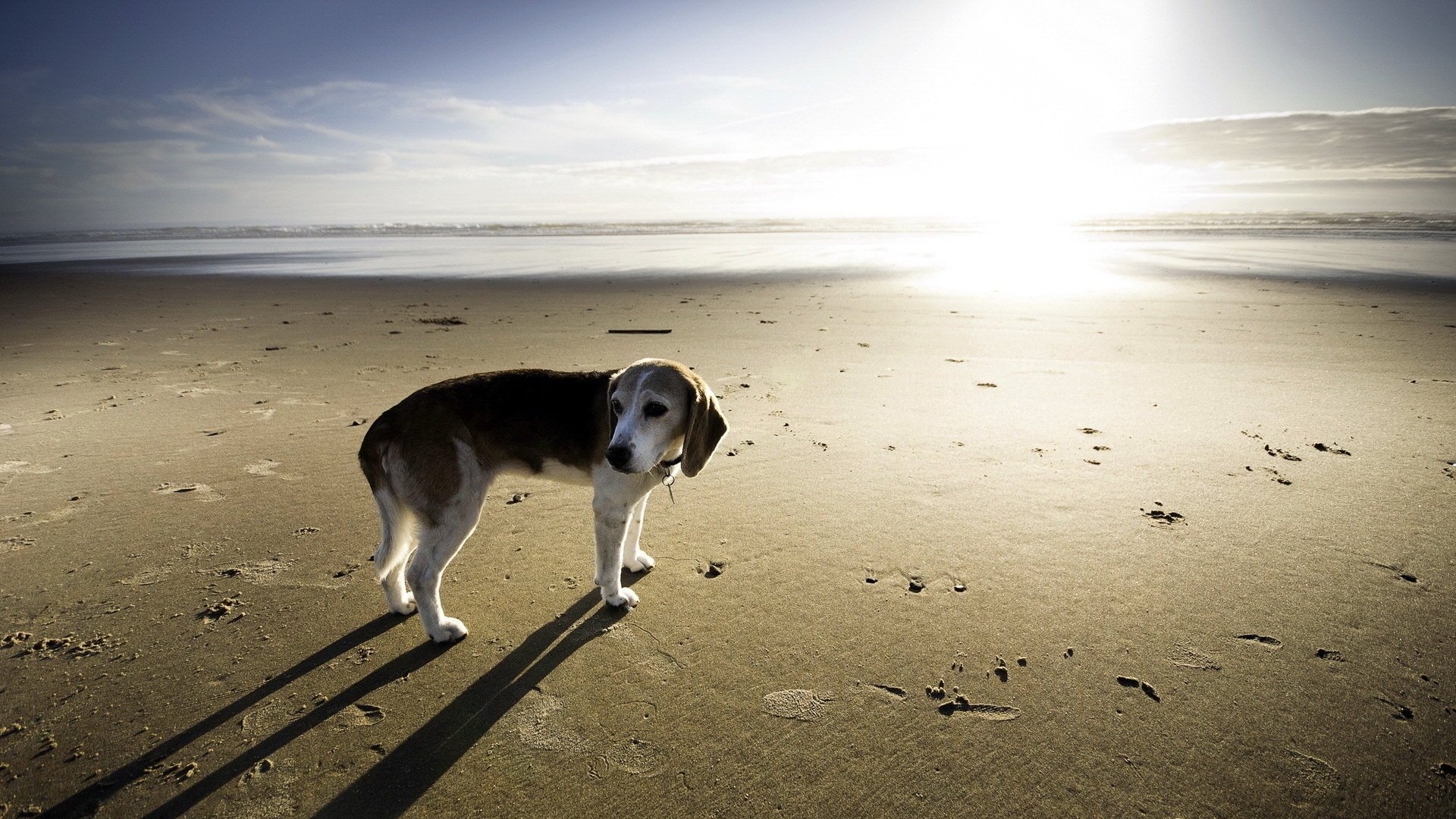 Одинокая собака на красивом морском фоне