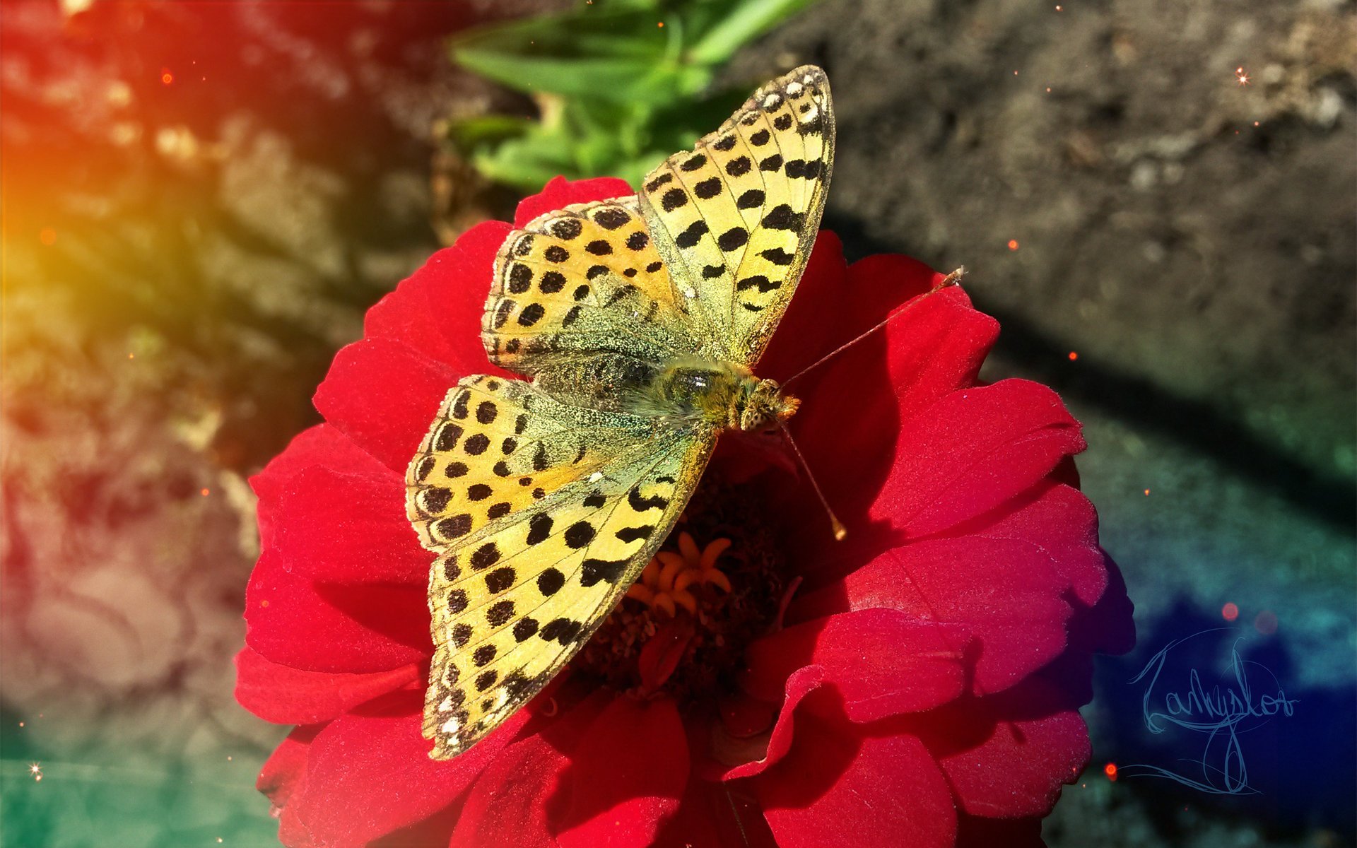 Прекрасная бабочка на цветке