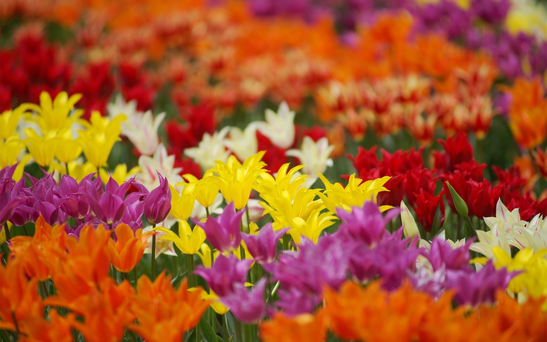 Поле тюльпанов из разных цветов