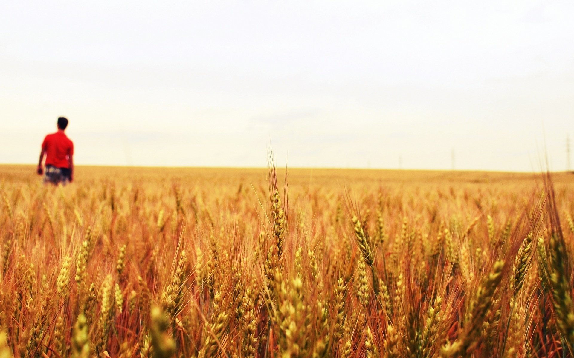 Пшеничное поле с мужчиной в красной футболке
