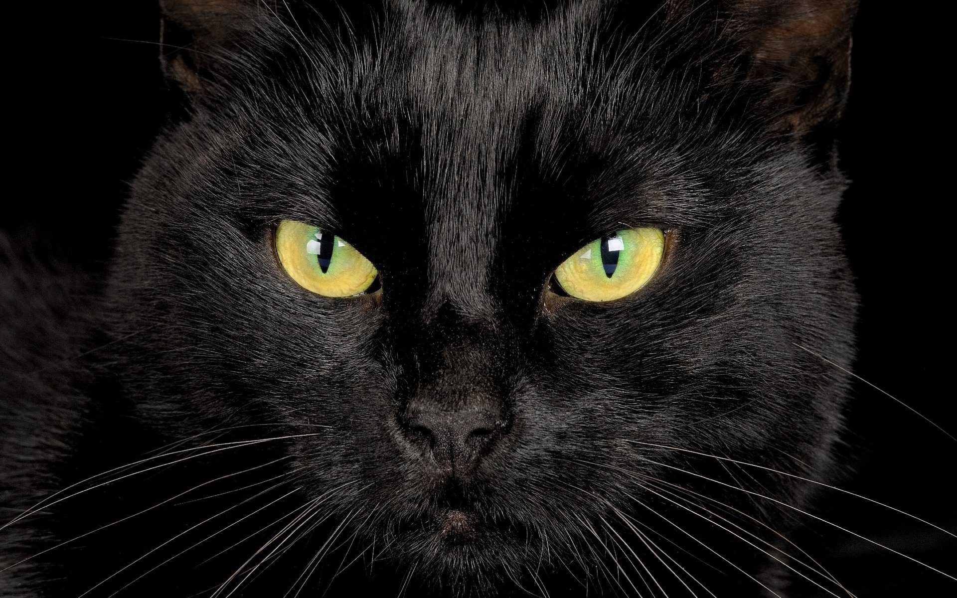 Взгляд черного кота на черном фоне