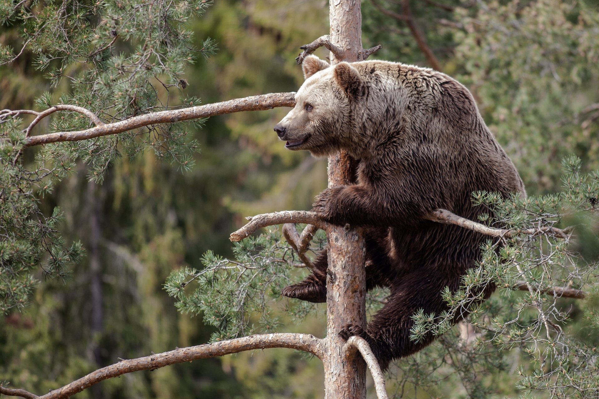 Крупный бурый медведь залез на сосну с обломанными ветками