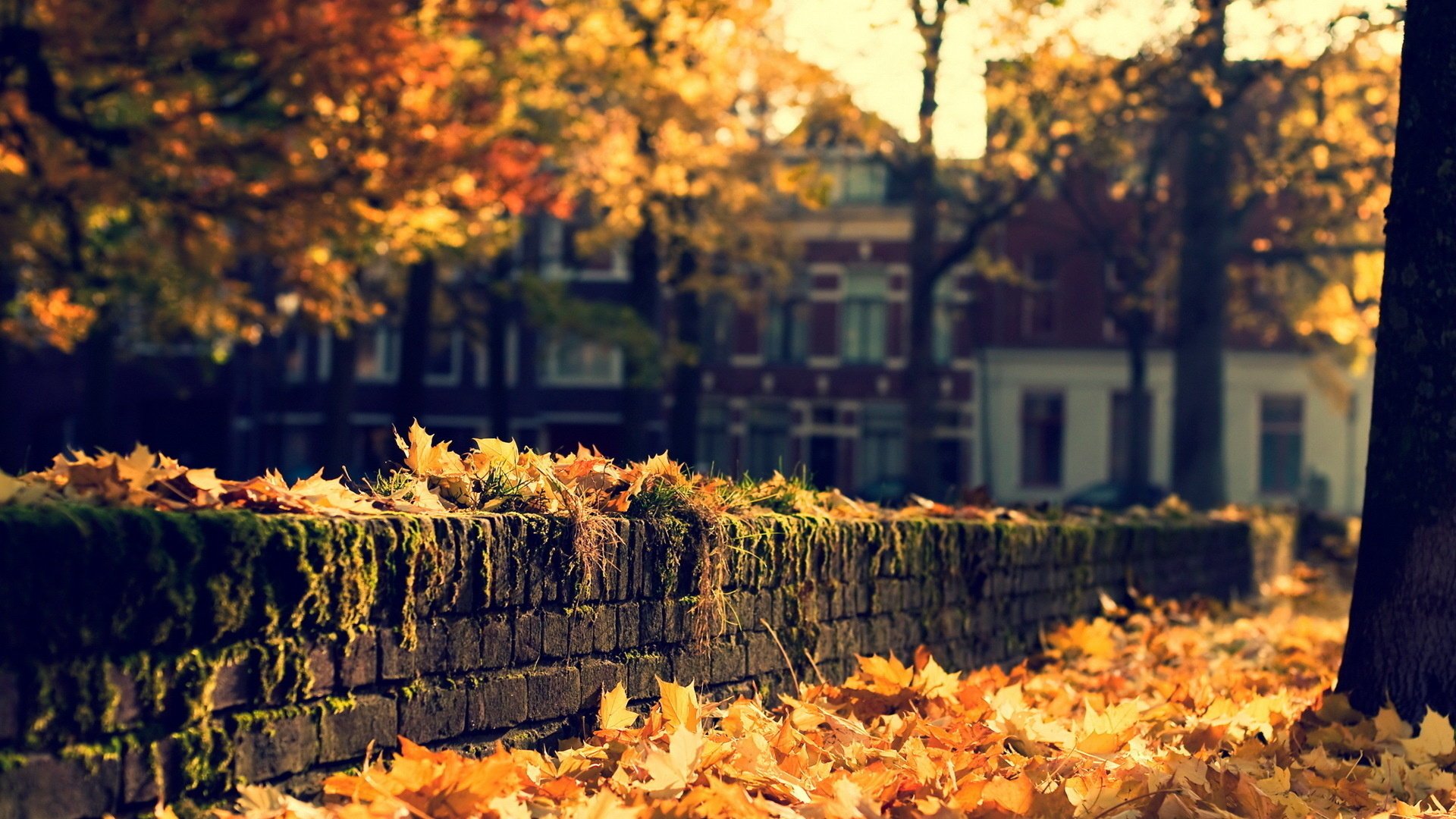 Красивые улицы с листопадом осенью