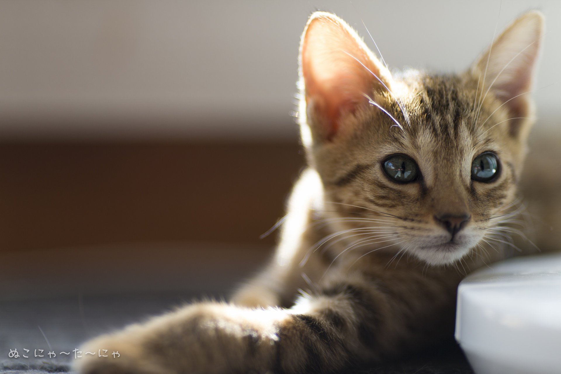 Полосатый красавец-кот греется на солнышке