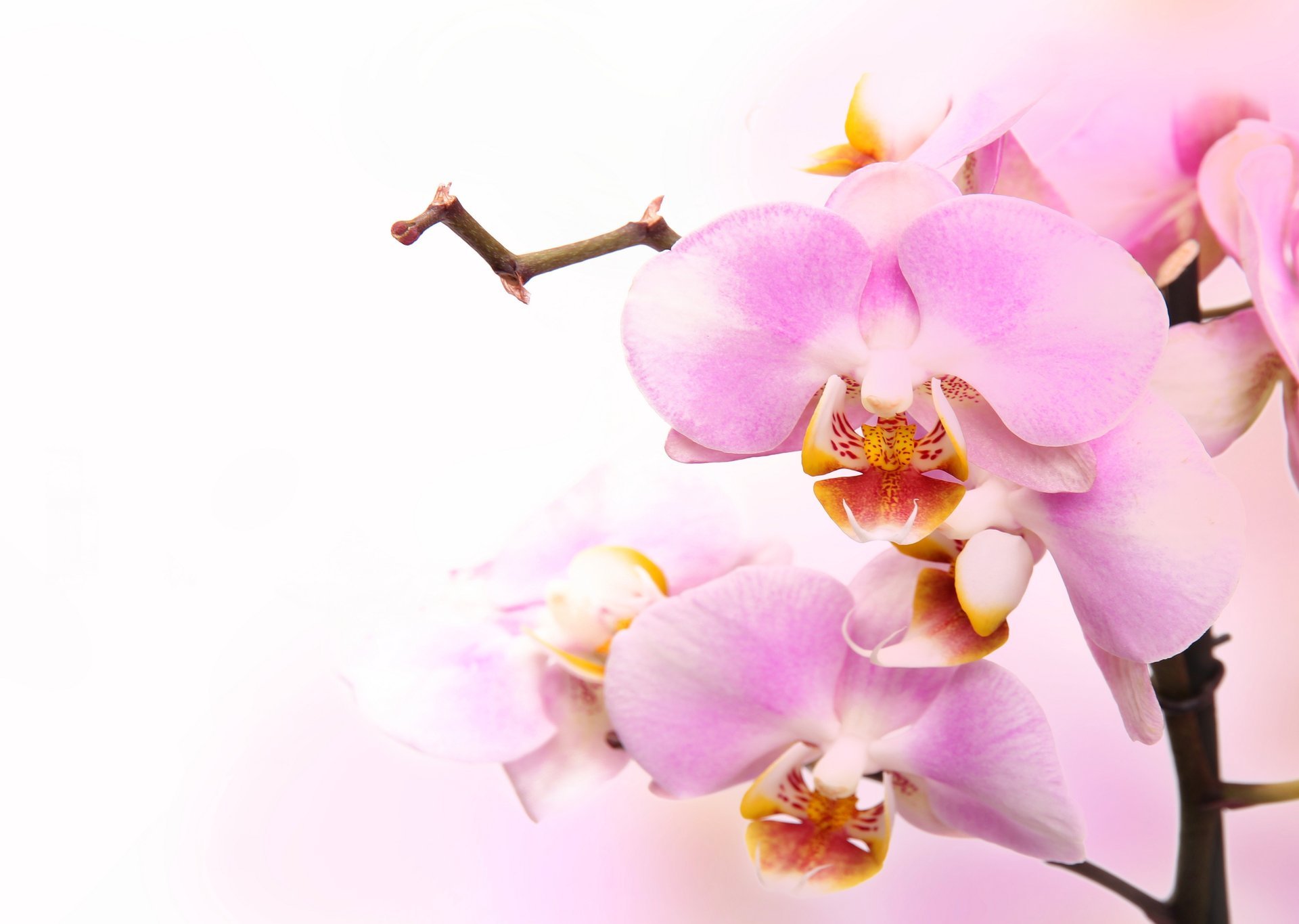 Розовая орхидея на светлом фоне