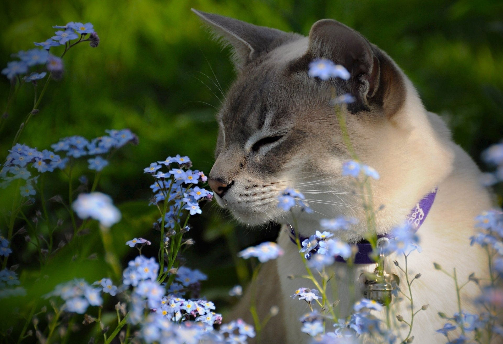 Тонкинская кошка нюхает цветочки