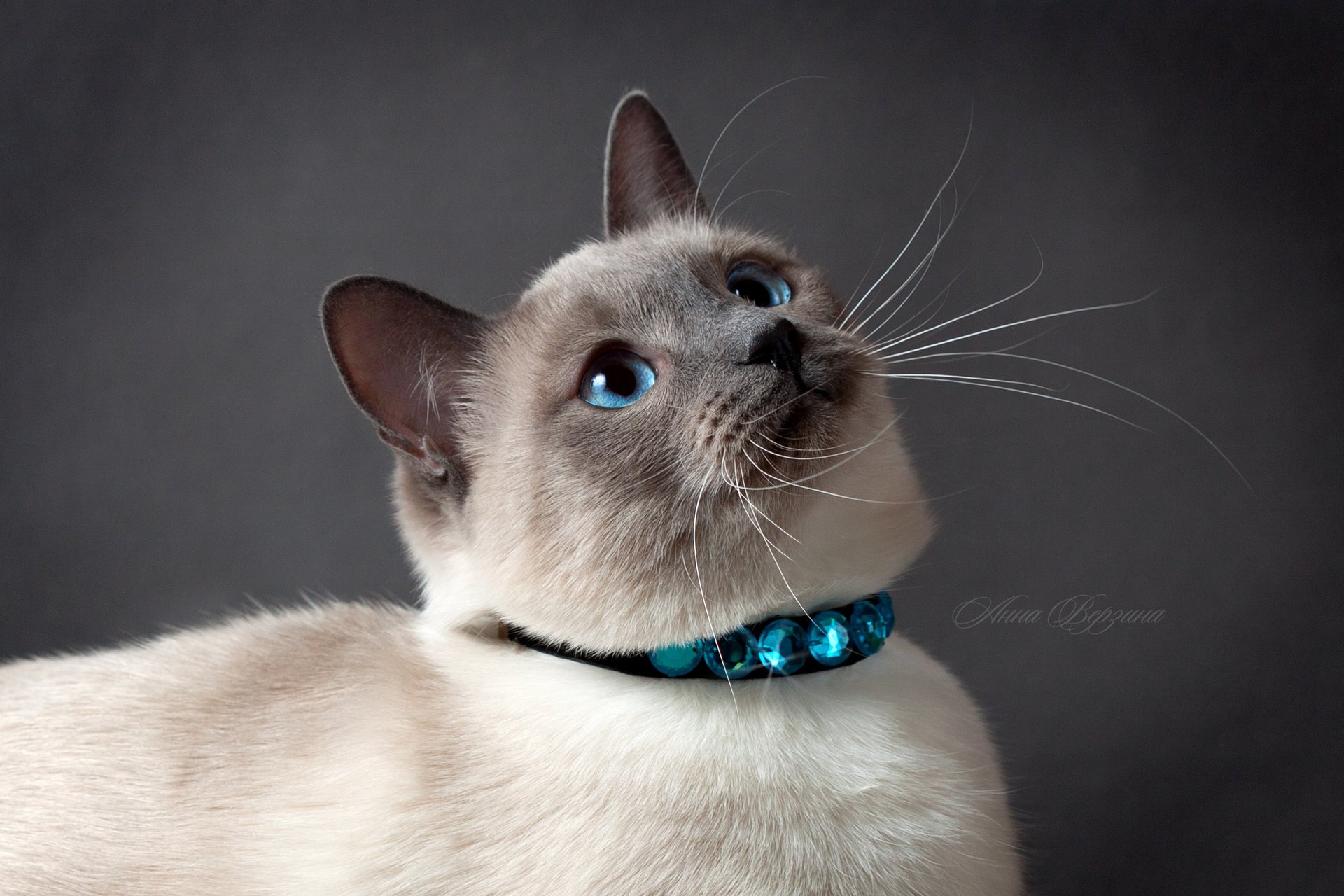 Тайская кошка на сером фоне с голубыми глазами