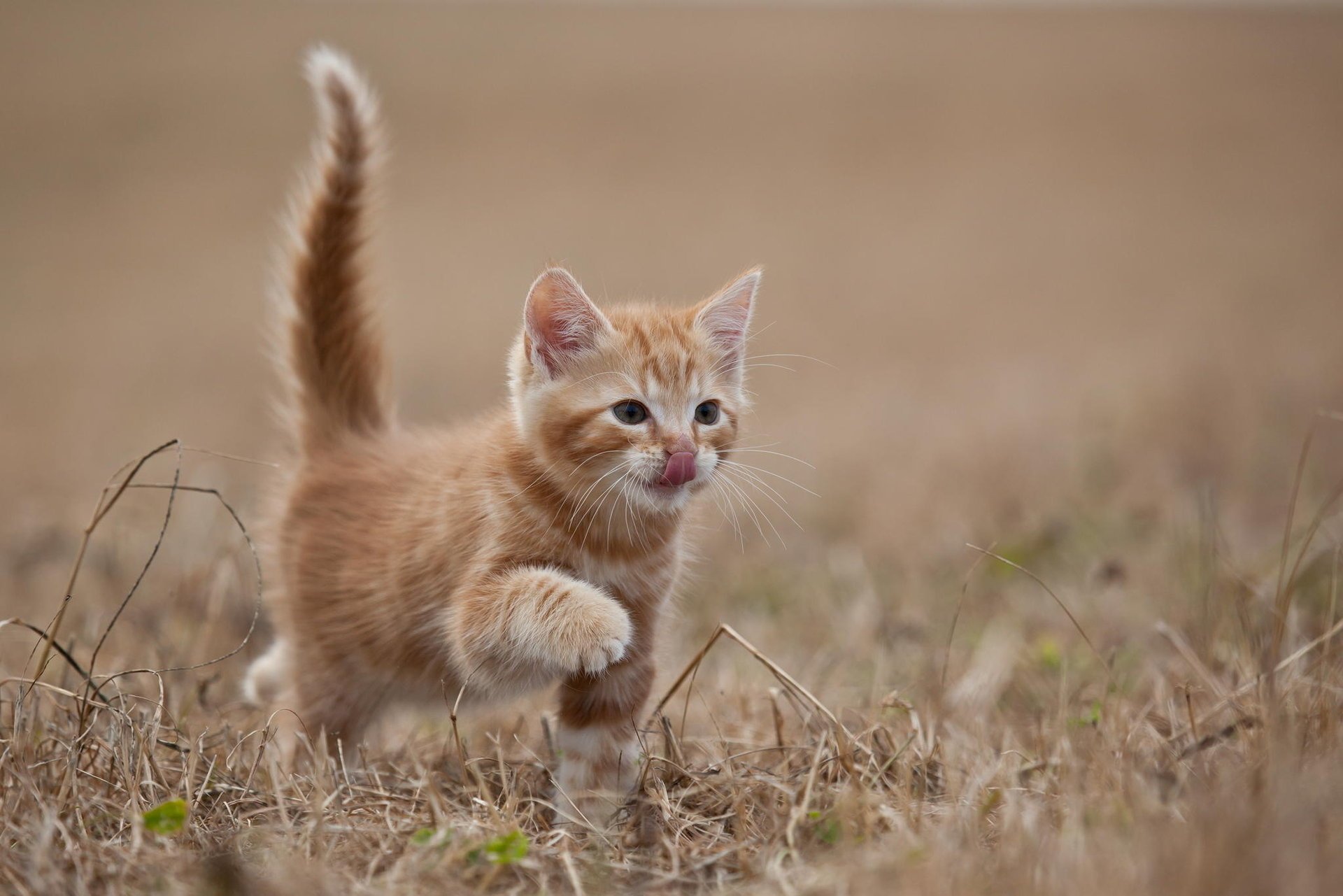 Рыжий котенок ступает по траве