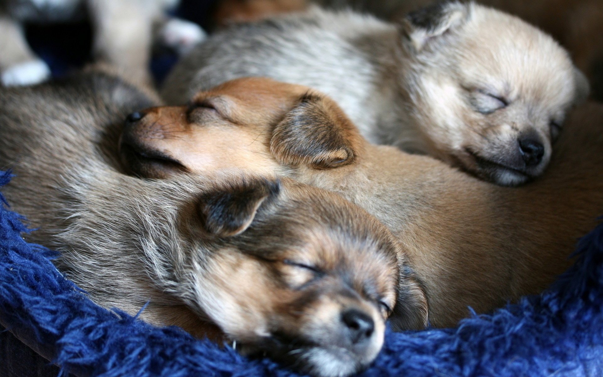Сладко спят щенки в уютном домике