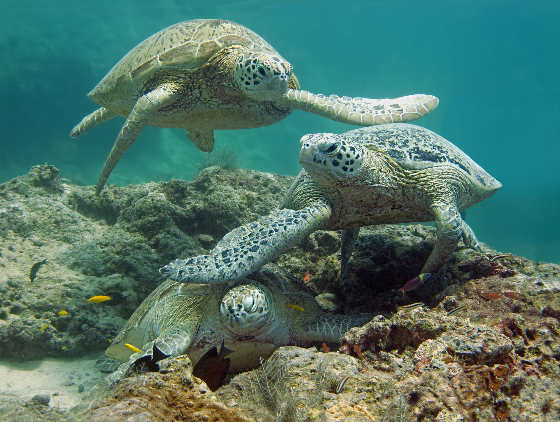 Морские черепахи на дне моря