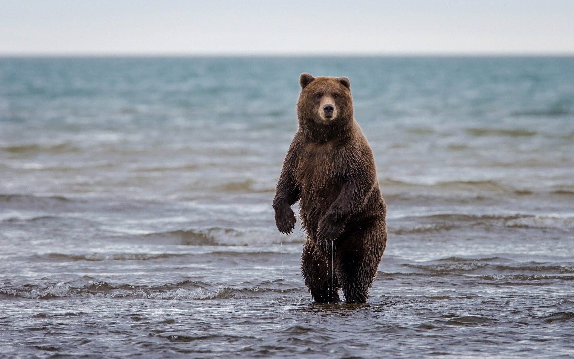 Медведь с сырыми лапами стоит в воде