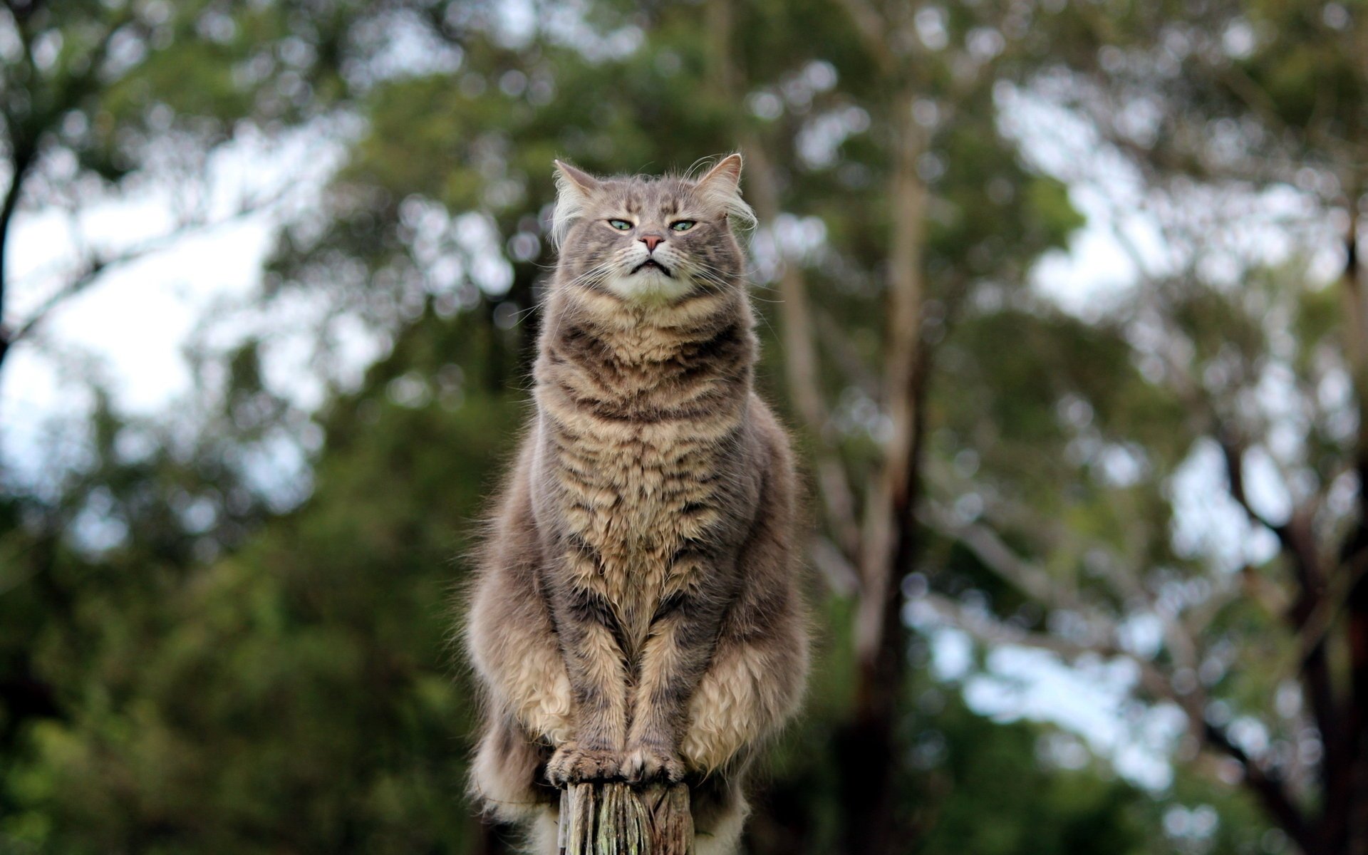 Кошка с уверенным взлядом сидит на заборе
