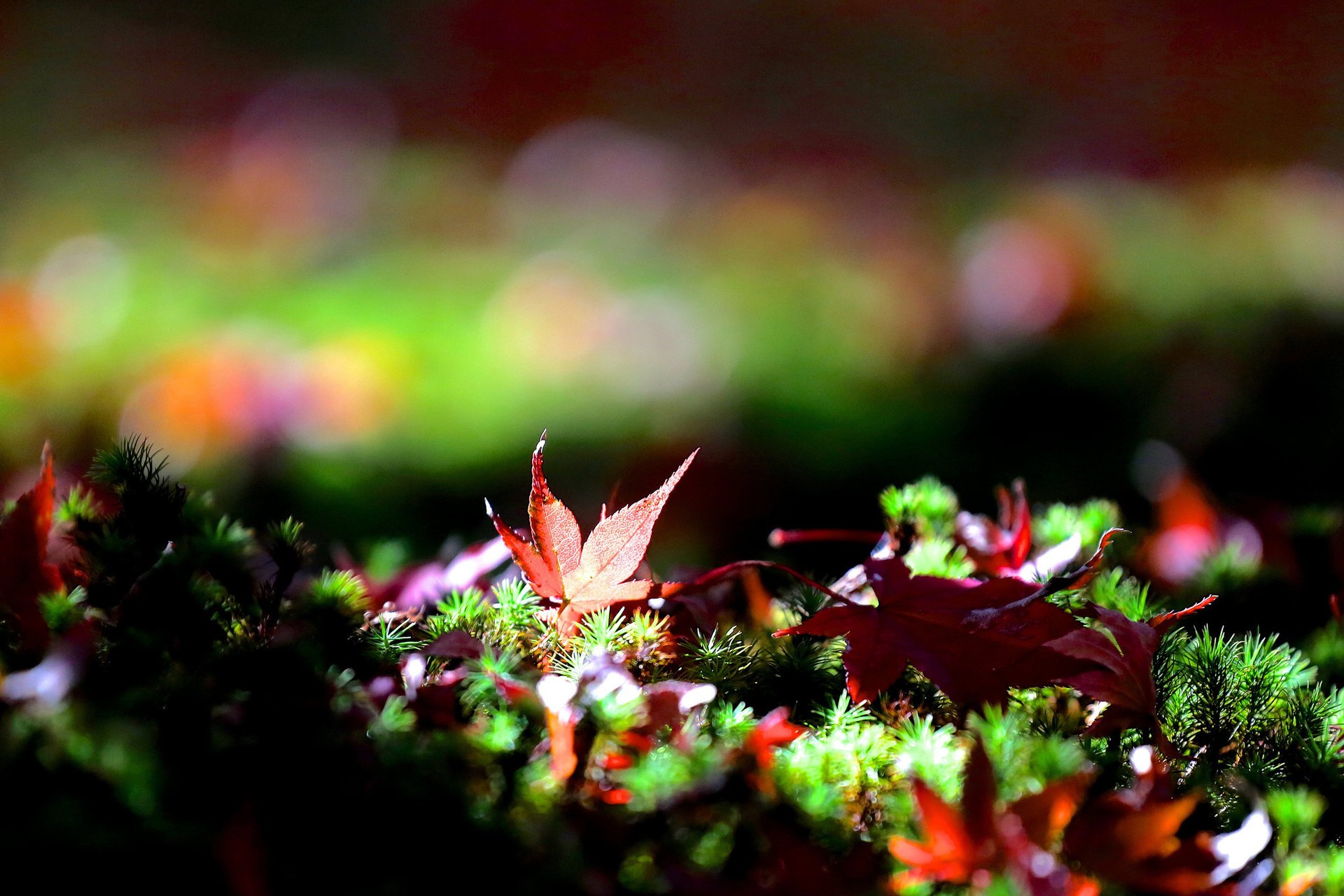 Красные осенние листья на пушистой траве
