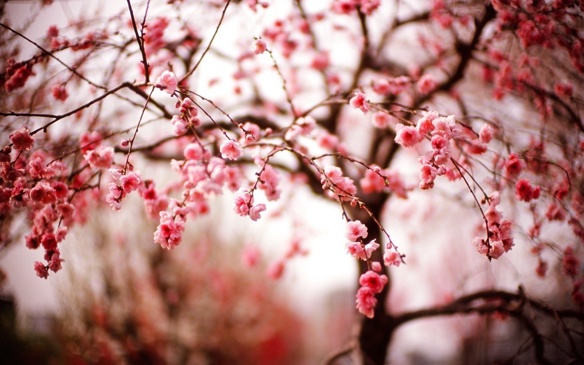 Великолепными цветами цветёт сакура