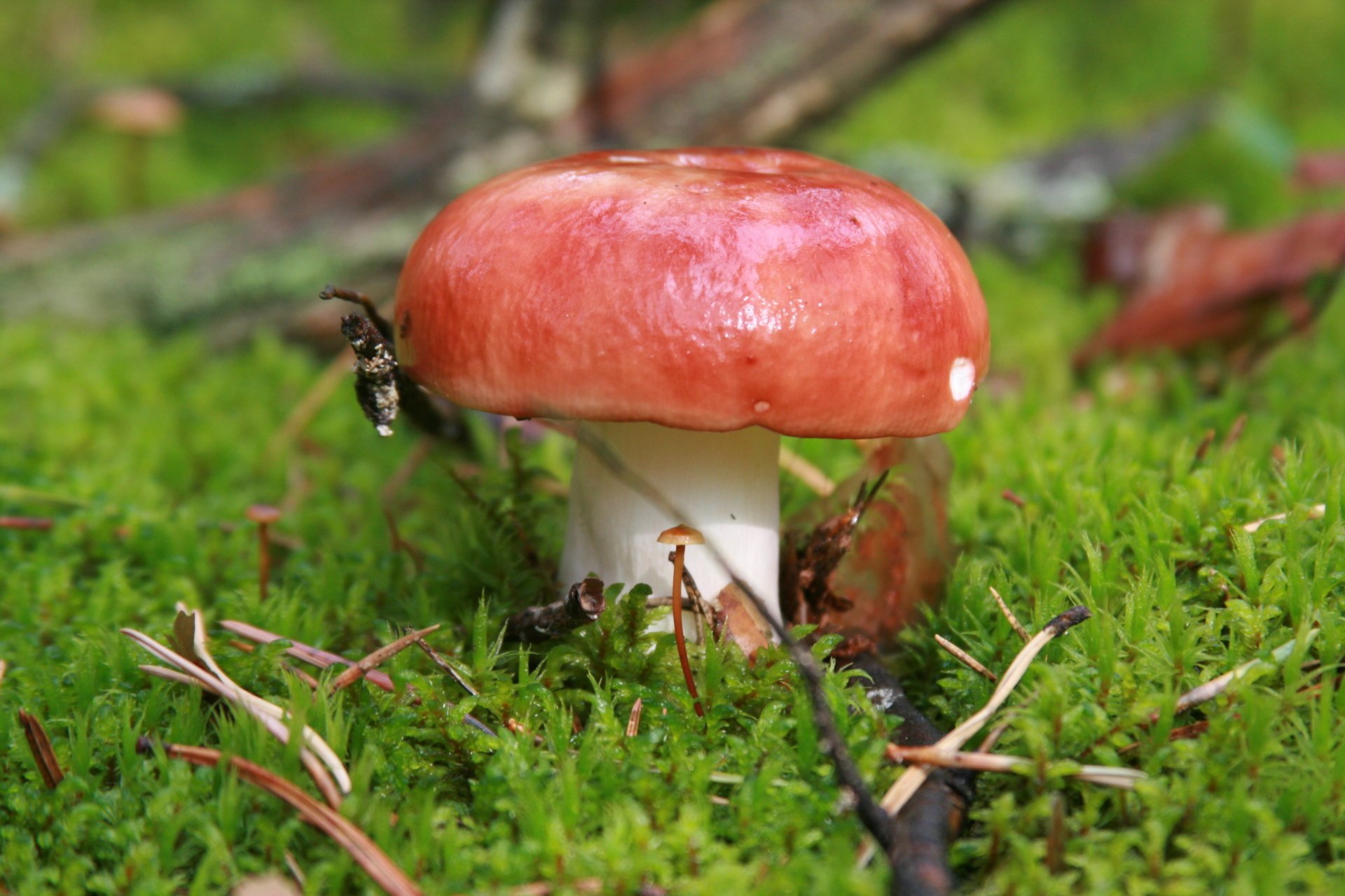 Красивый гриб в зелёной траве