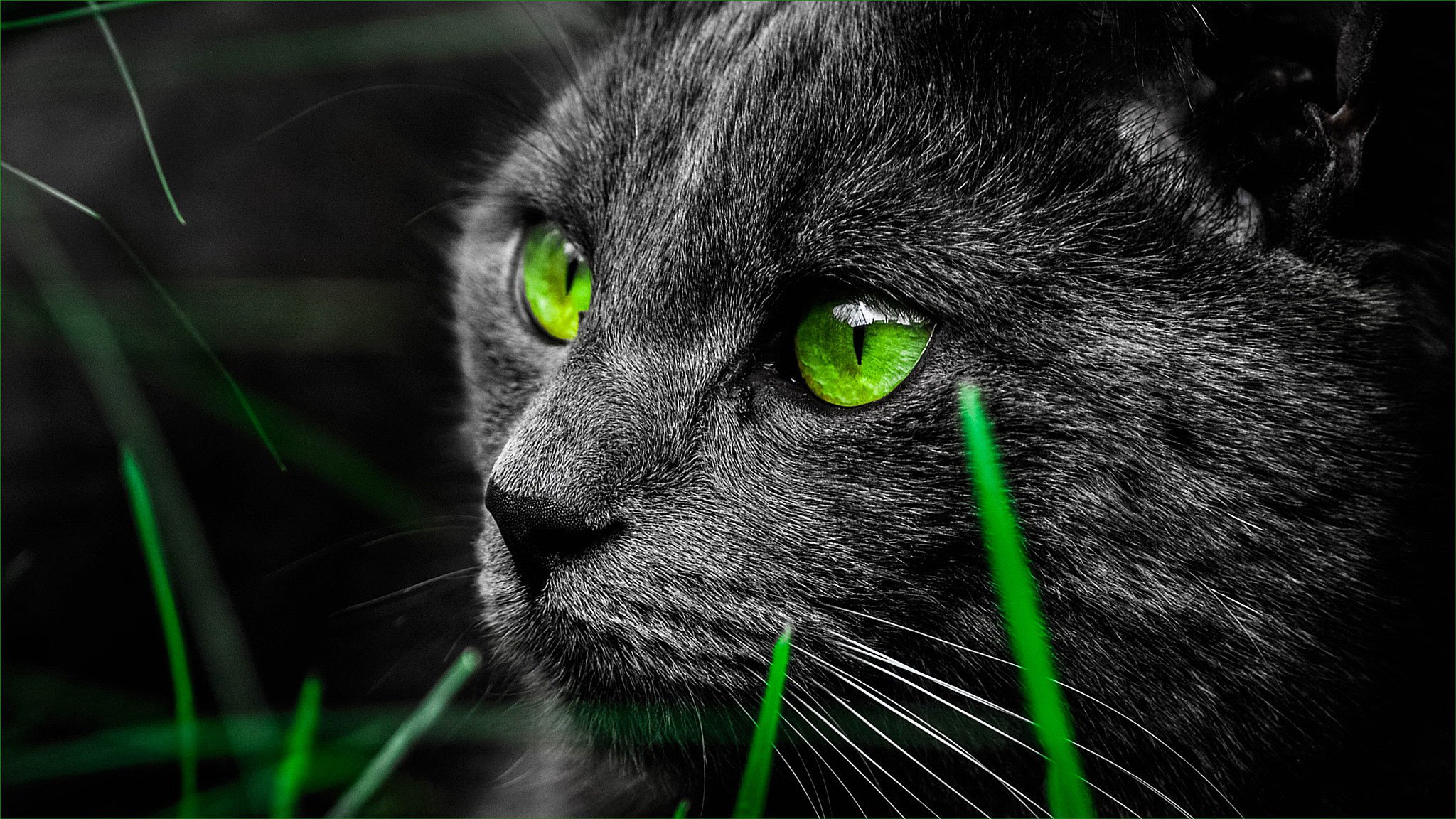 Зеленоглазая черная кошка в траве